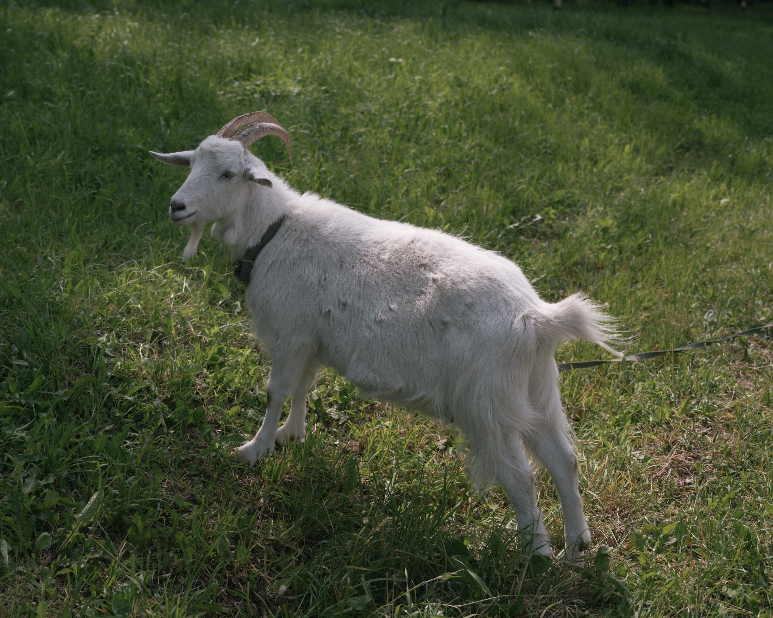 Суздаль. Фотограф Елена Хазина, Рязань