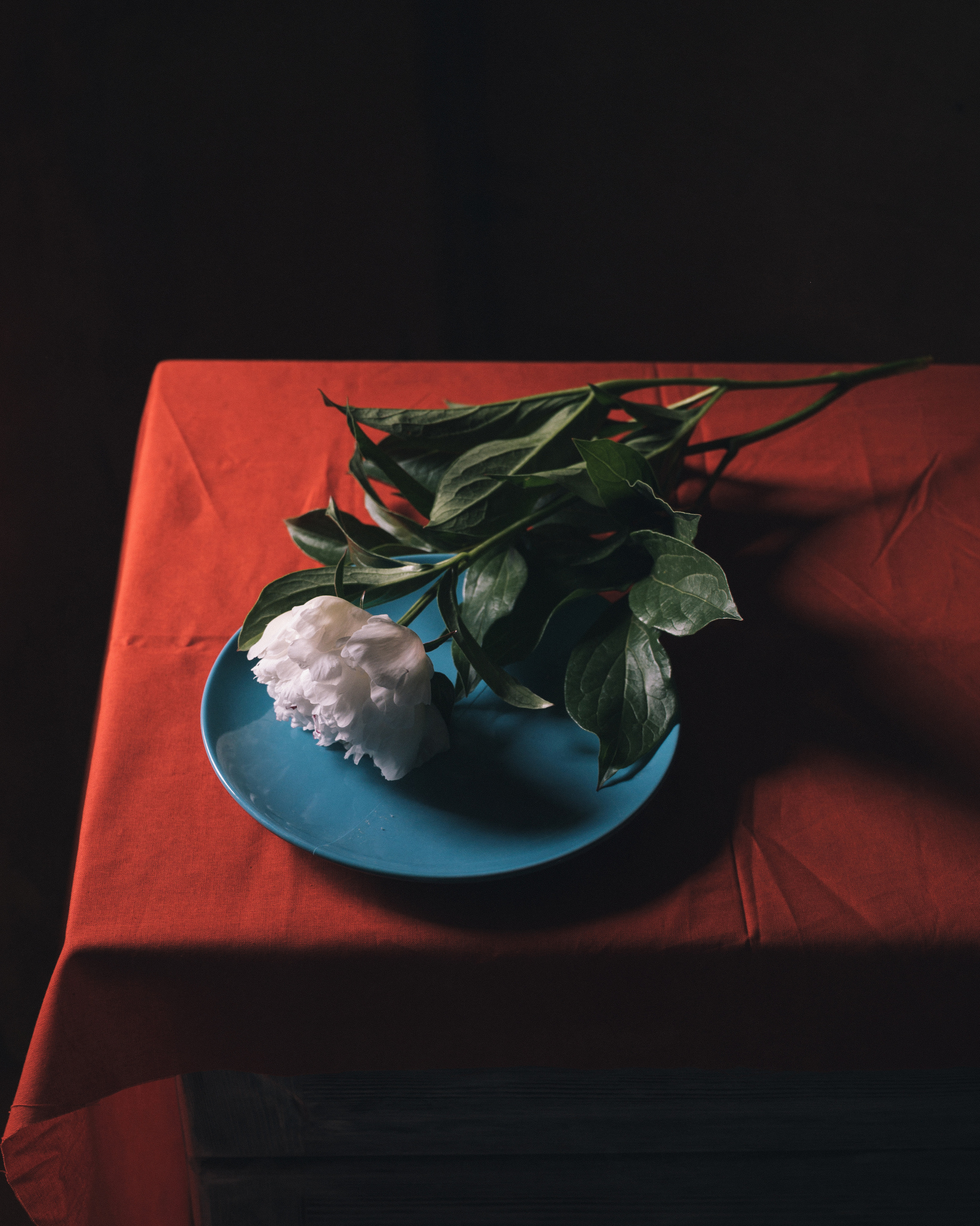 Балуюсь с цветами). Фотограф Елена Хазина, Рязань