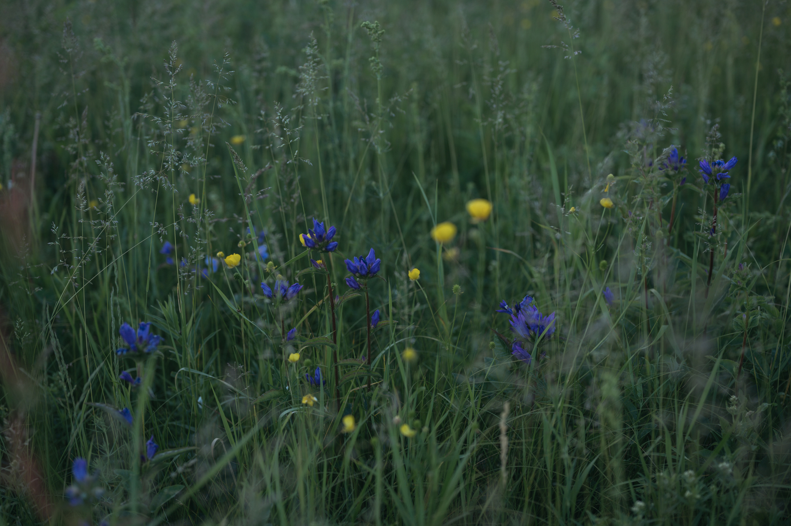 Луга. Фотограф Елена Хазина, Рязань