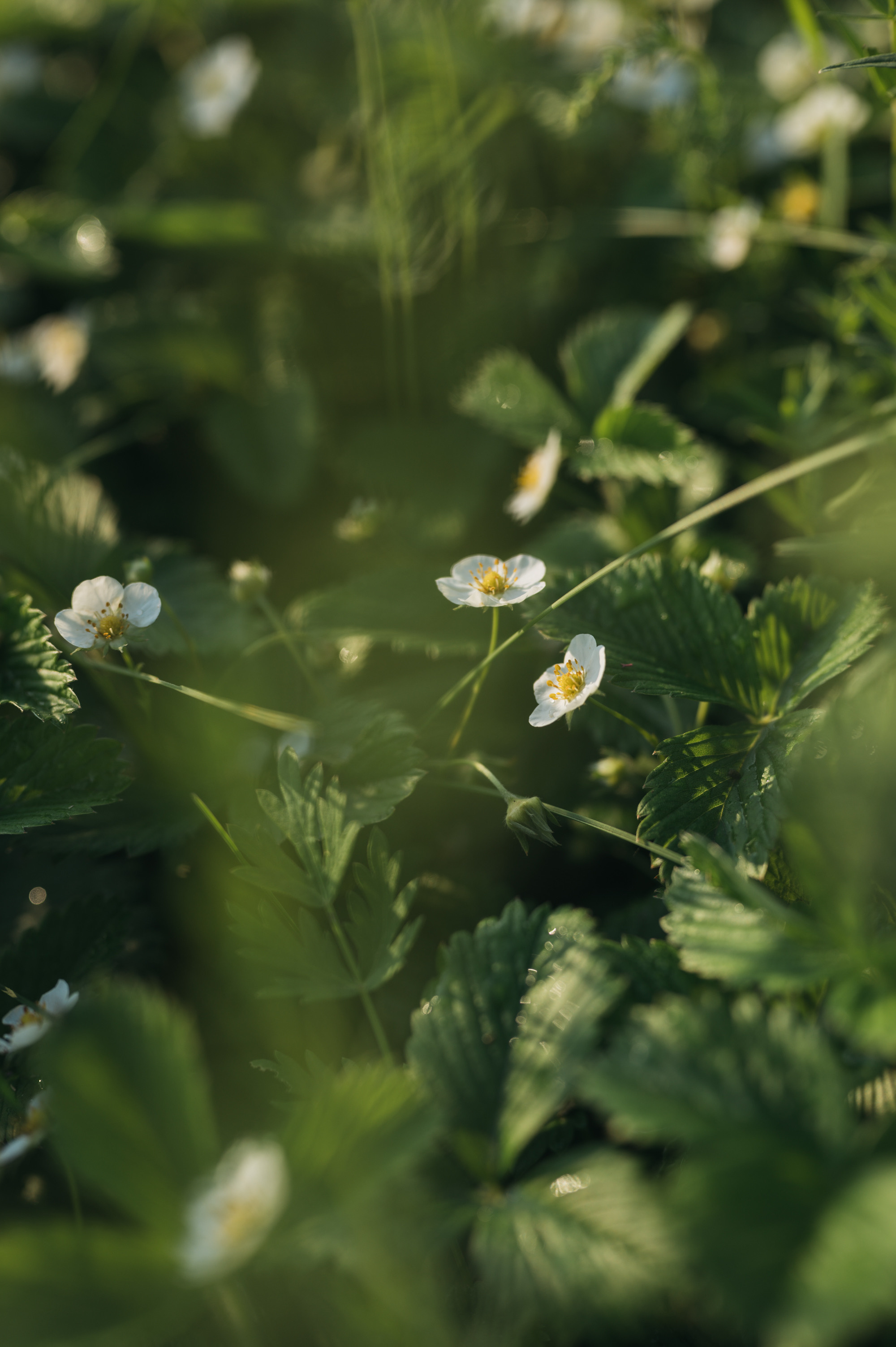 Луга. Фотограф Елена Хазина, Рязань