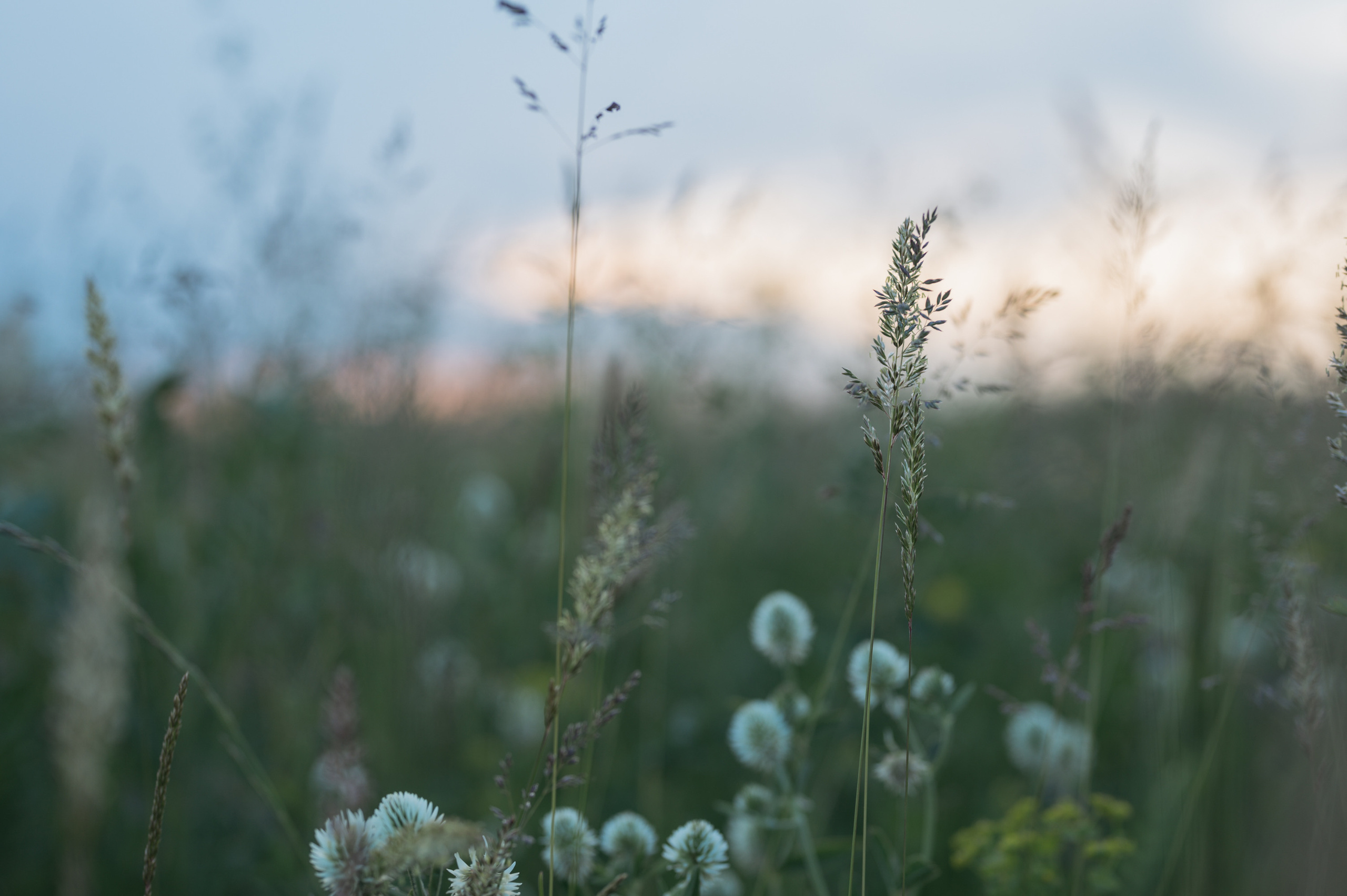 Луга. Фотограф Елена Хазина, Рязань