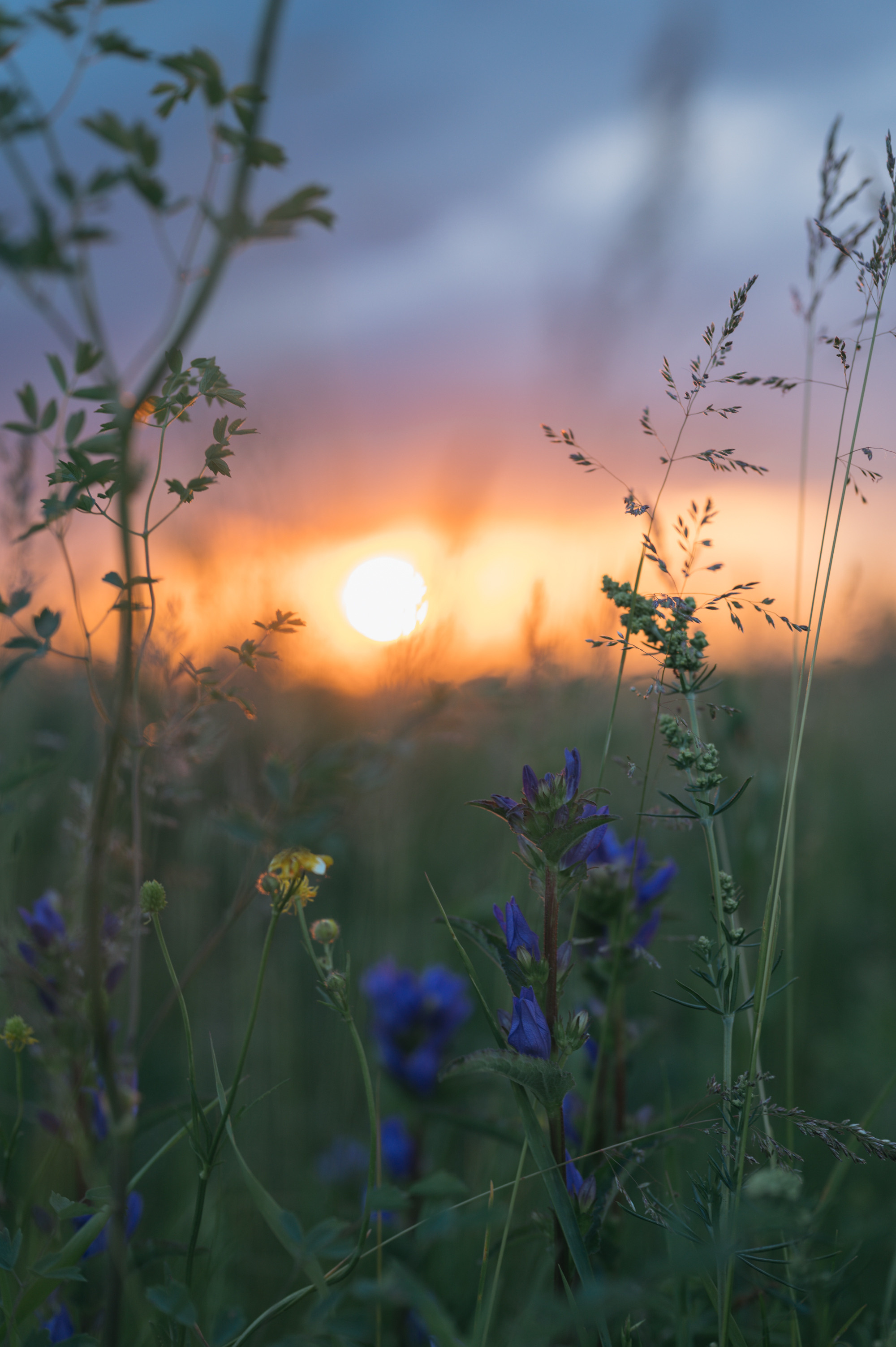 Луга. Фотограф Елена Хазина, Рязань