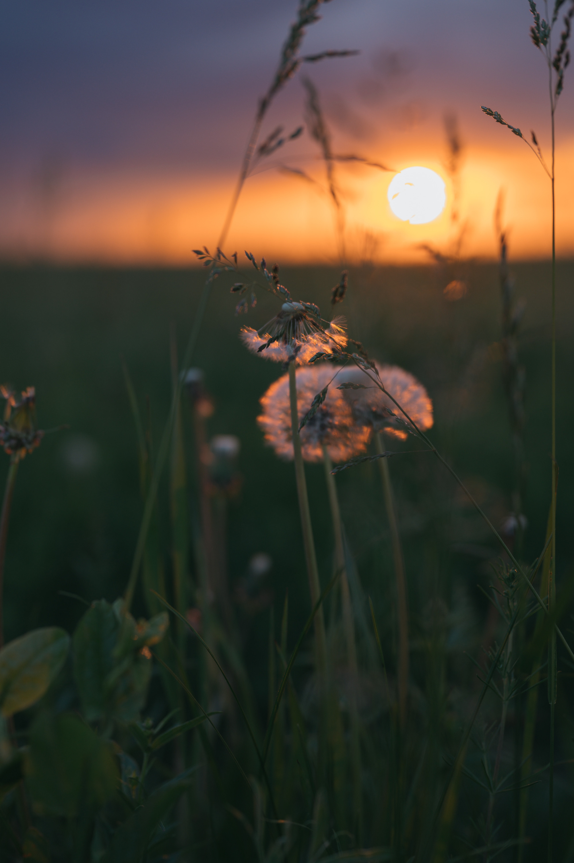 Луга. Фотограф Елена Хазина, Рязань