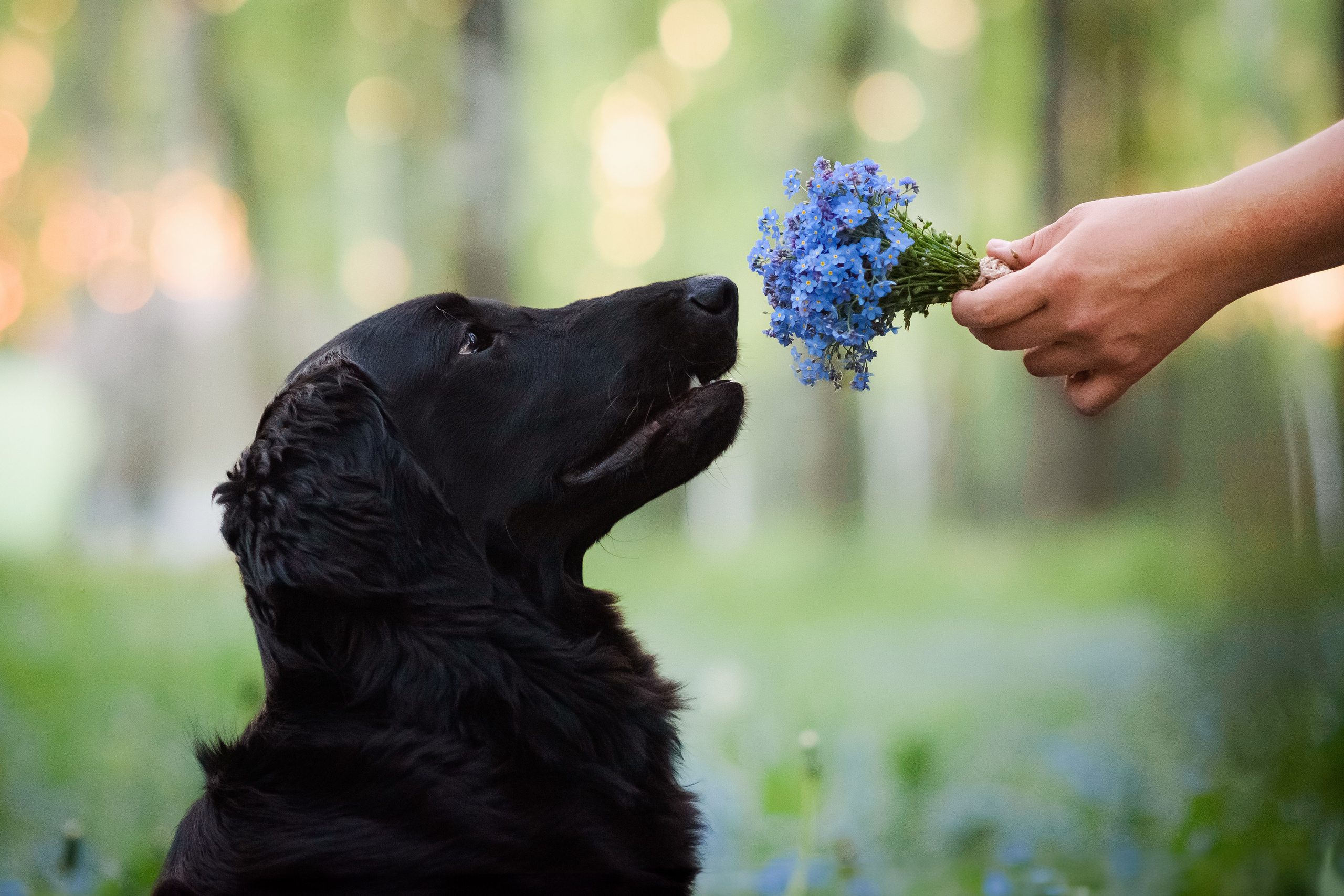 Степа, Йоки и Мята — 29.05.2024. Фотограф — Анималист | Анна Абрамова