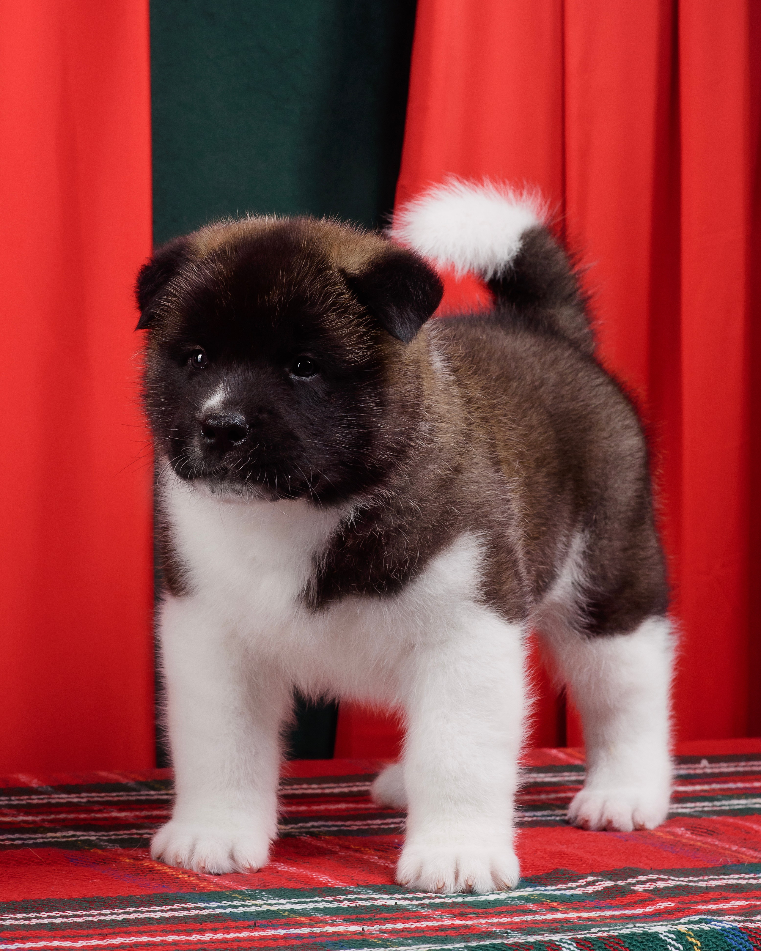 Щенки Американской Акиты. Фотограф — Анималист | Анна Абрамова