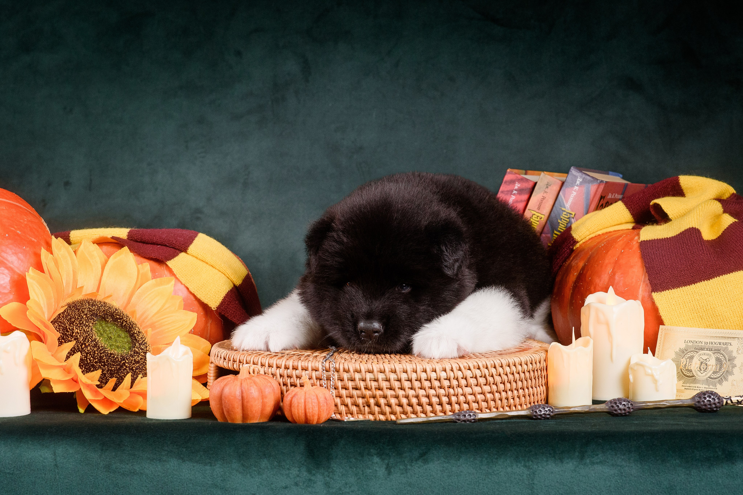 Щенки Американской Акиты — 04.11.2024. Фотограф — Анималист | Анна Абрамова