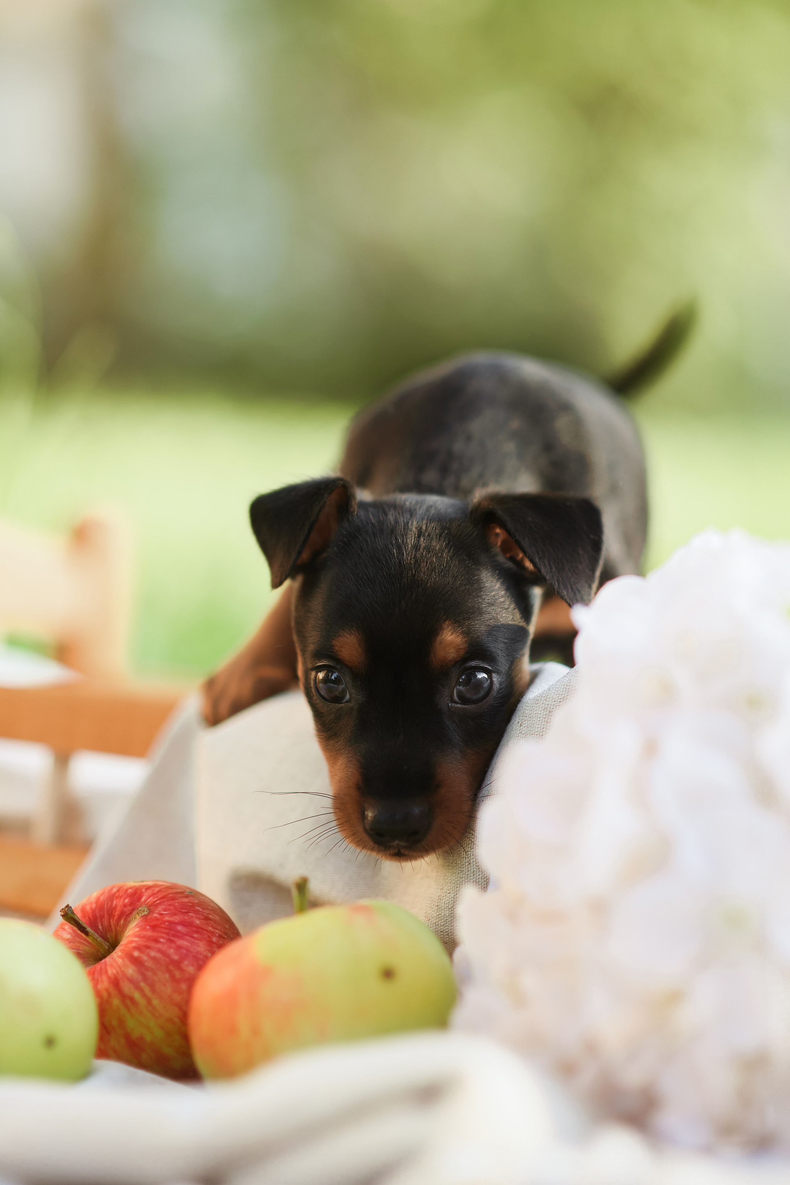Щенки Пражских крысариков — 03.08.2024. Фотограф — Анималист | Анна Абрамова