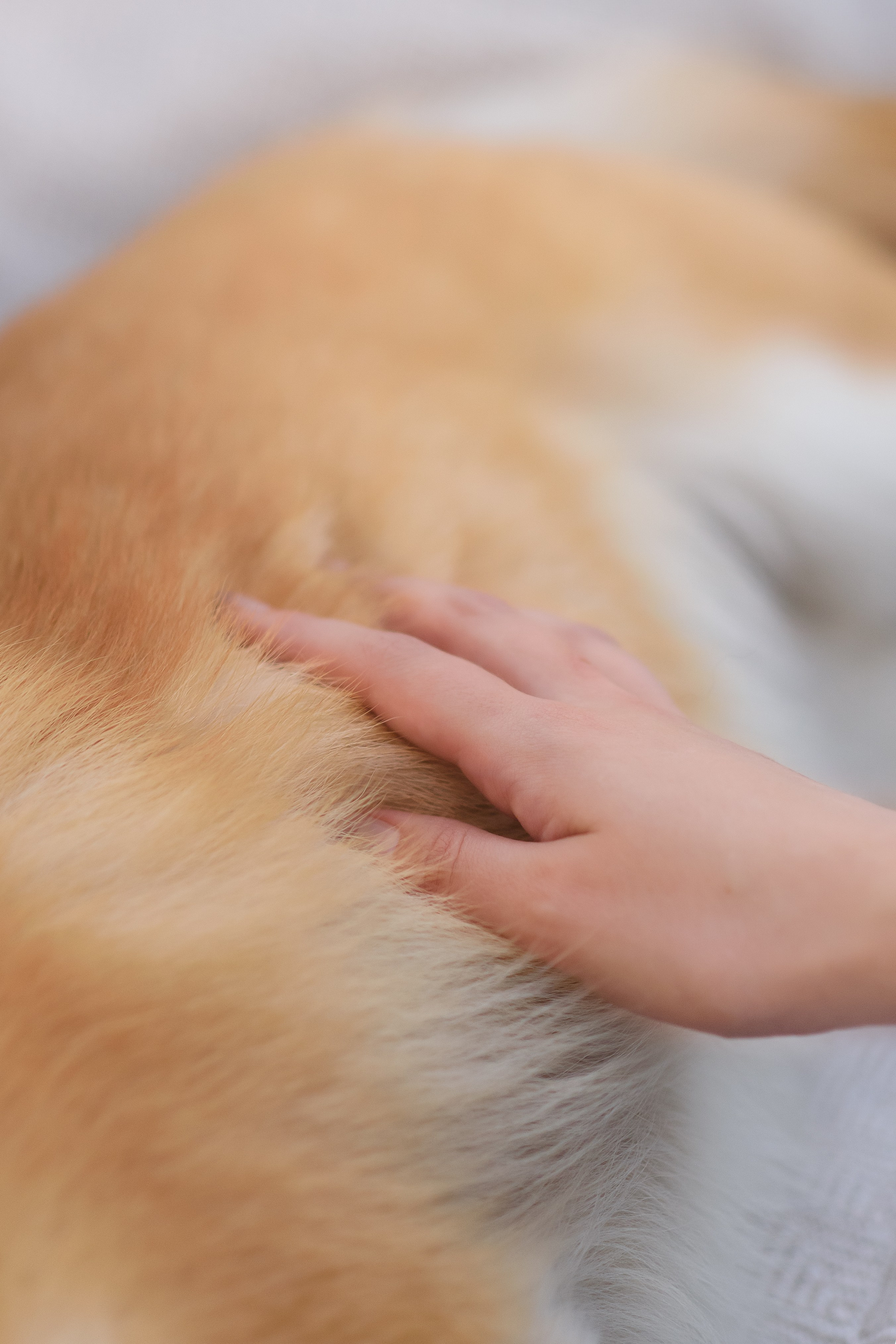 Максим, Надя, Шелби и Рой — 31.05.2025. Фотограф — Анималист | Анна Абрамова