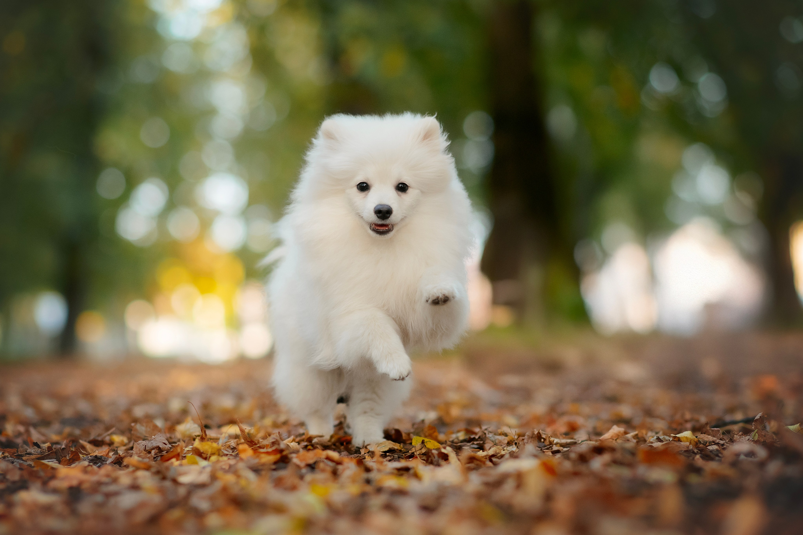 Малый немецкий шпиц — 18.09.2025. Фотограф — Анималист | Анна Абрамова