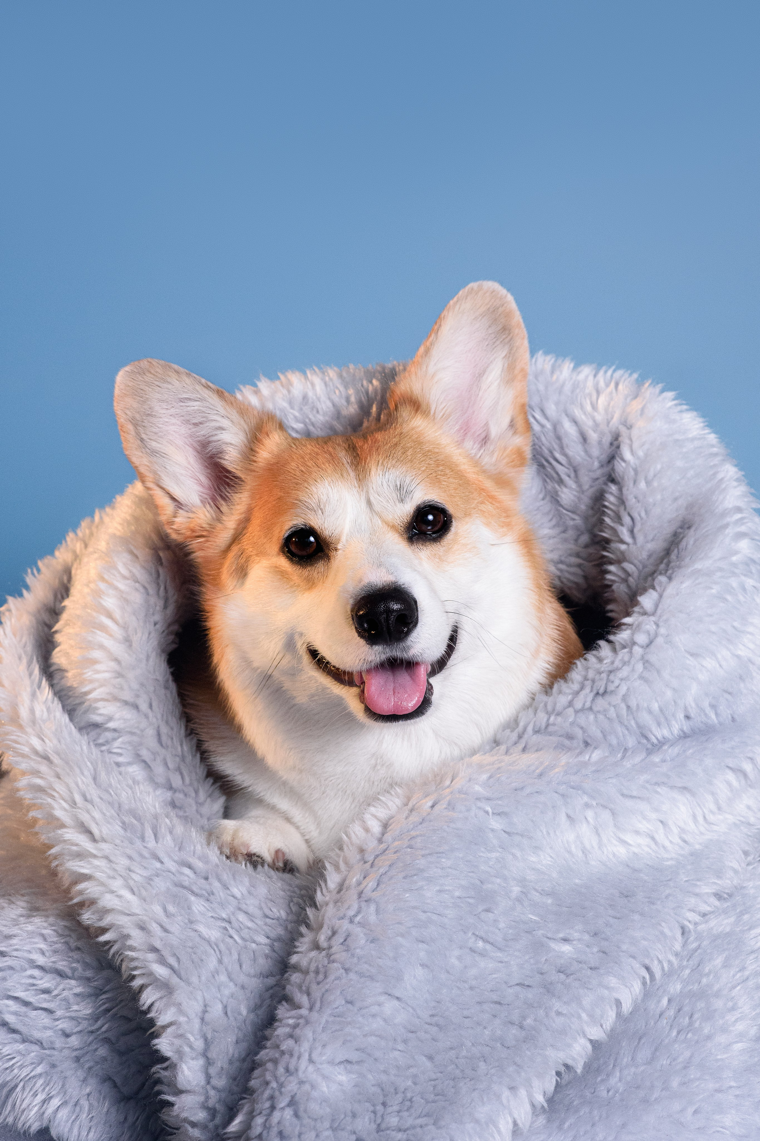 Лея съемка на однотонном фоне — 2024. Фотограф — Анималист | Анна Абрамова