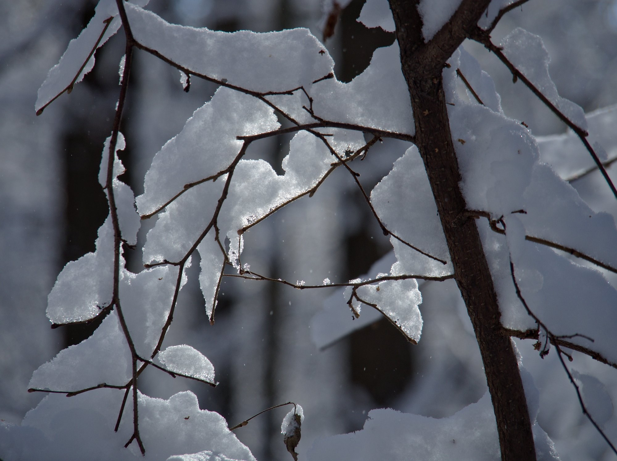 Лесное. Предметный фотограф Мария Белка