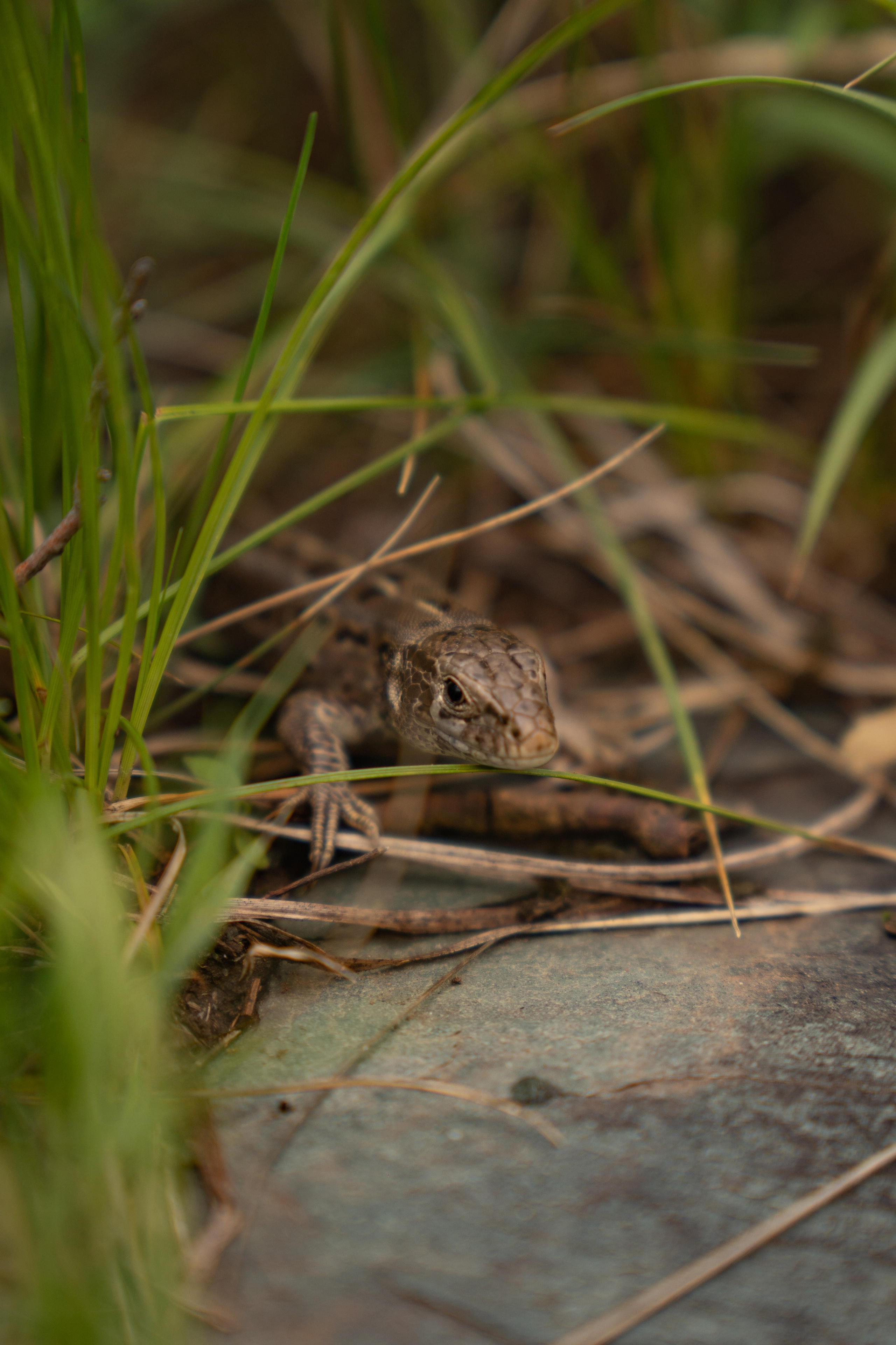 Алтай. Gusarov Travel Photography