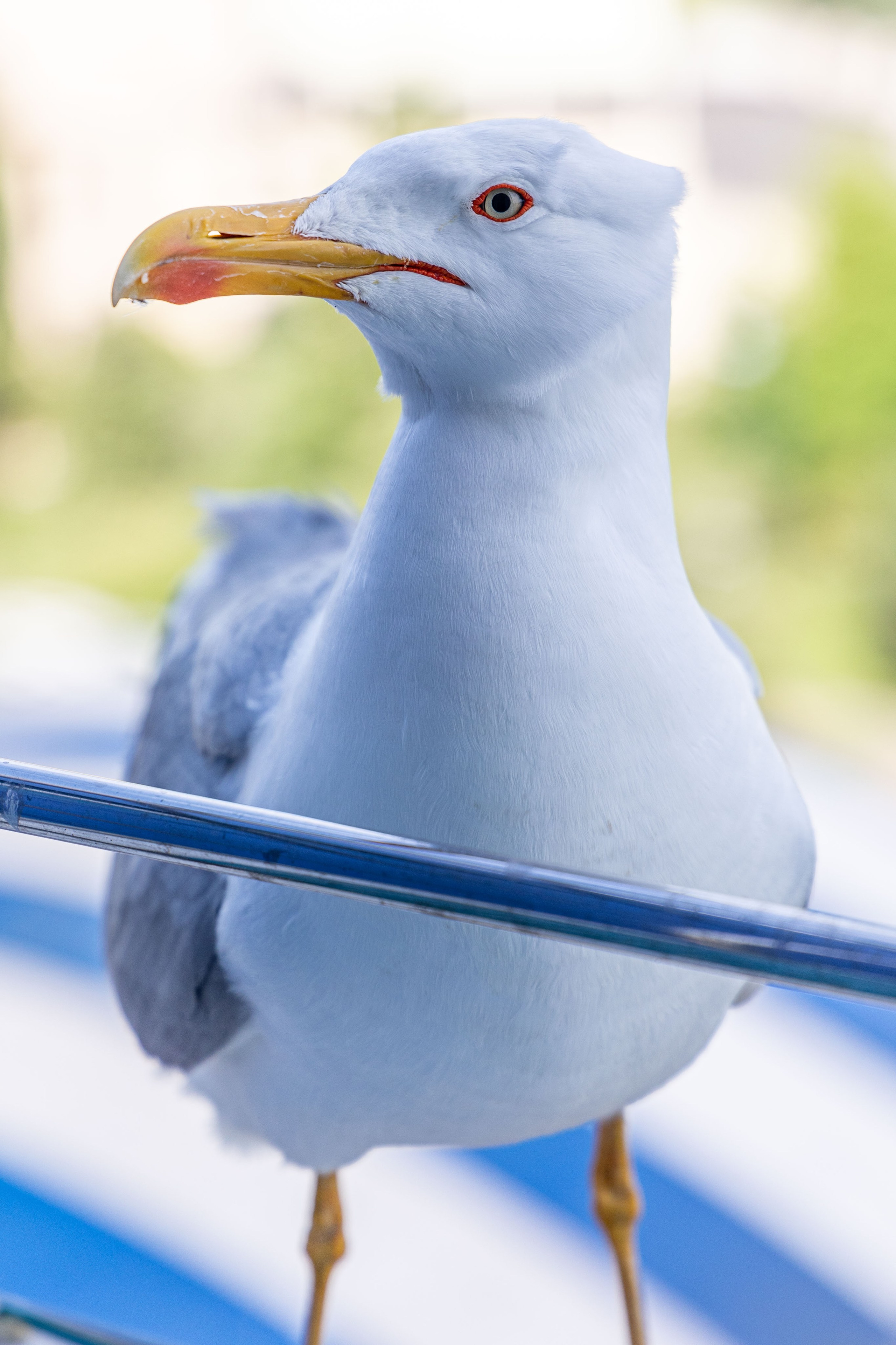 Фотограф Татьяна Марсуверских г. Жуковский, Москва и Мо. Репортажные съёмки, фотосессии,  фотограф анималист, фотосъёмка животных. Фотограф для маркетплейсов, фотоуслуги в Жуковском Татьяна Марсуверских