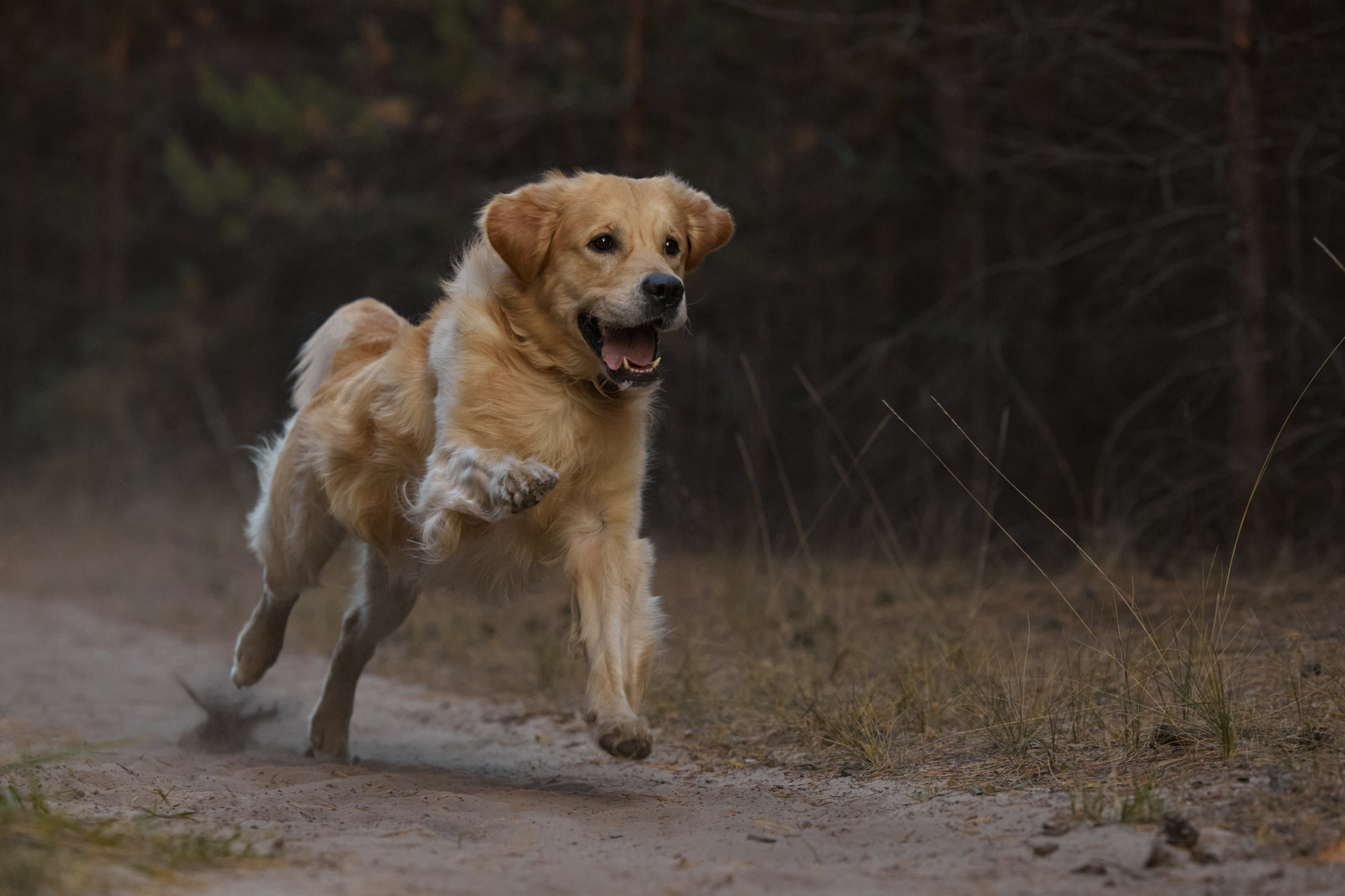 В Марийских лесах. Фотограф анималист в Казани Алина Сулейманова. Фотограф животных