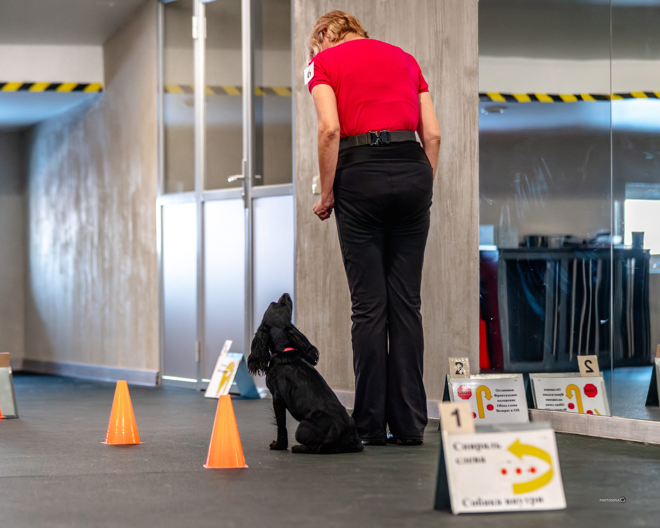 ТЫ И Я (соревнования по ралли-обидиенс). Фотограф-анималист, семейный фотограф в Москве и Подмосковье. Фотосъёмка кинологических дисциплин