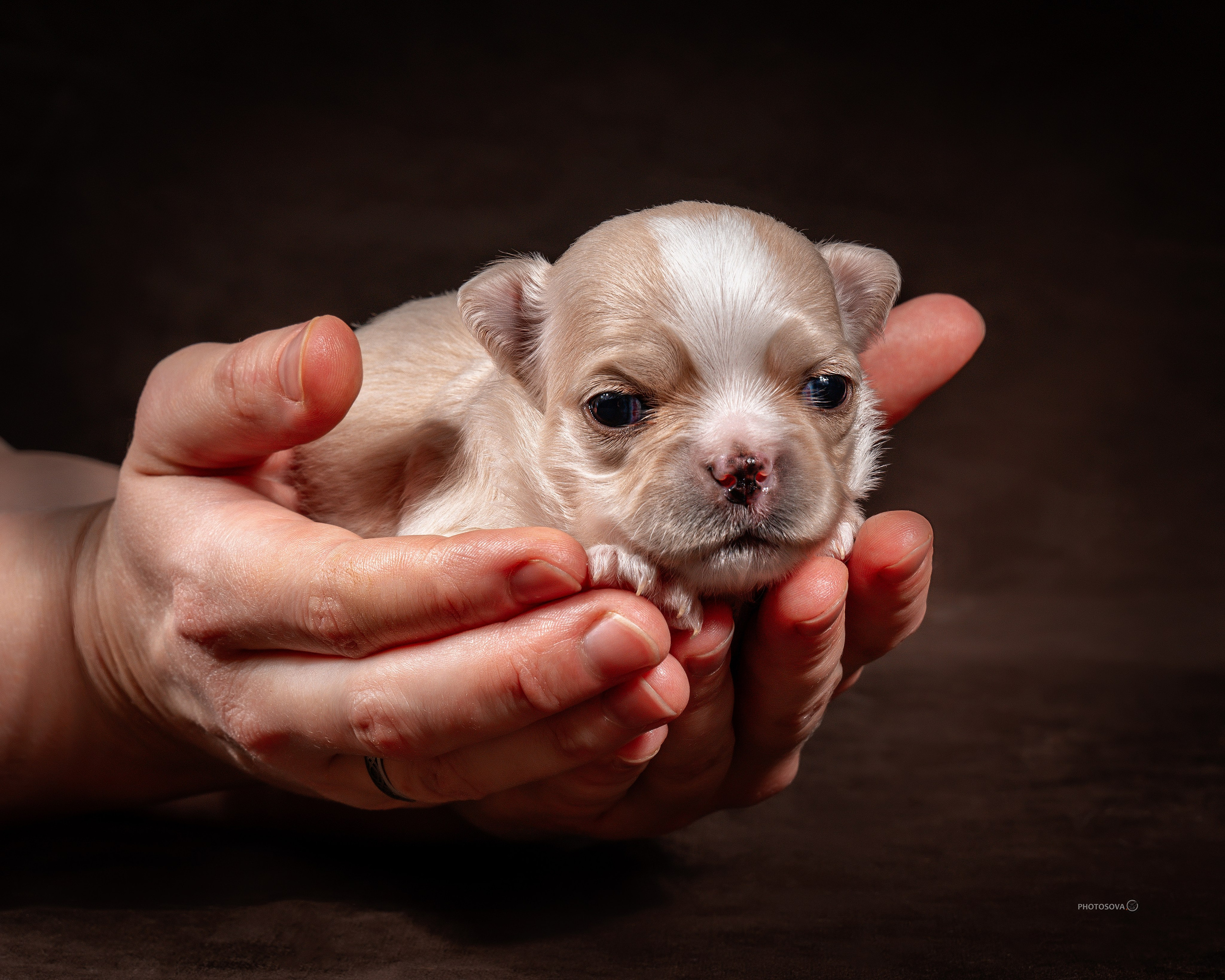 ФОТОПАМЯТЬ ВАШИХ ЭМОЦИЙ. Фотограф-анималист, семейный фотограф в Москве и Подмосковье. Фотосъёмка кинологических дисциплин
