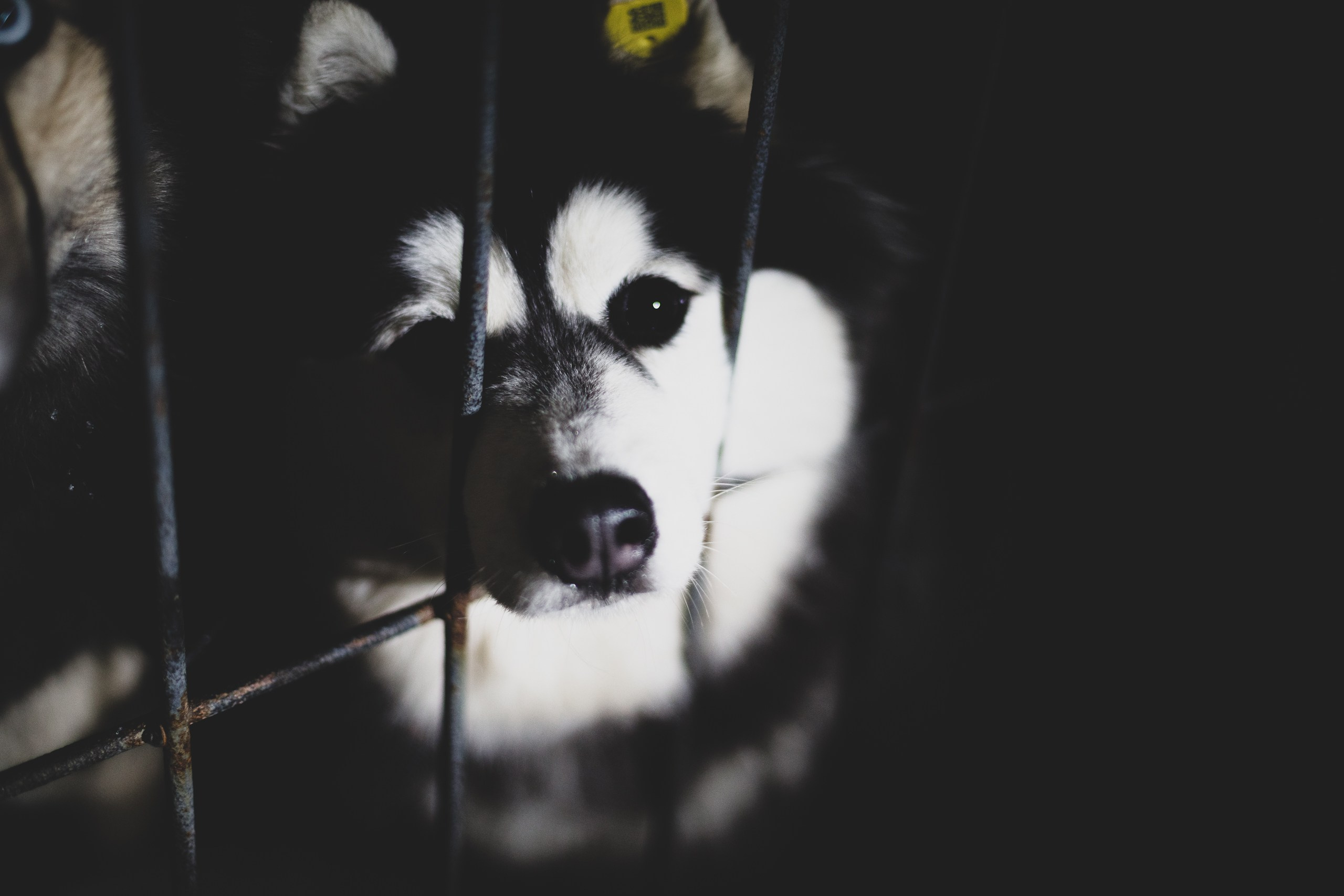 Фонд помощи: Husky_help_21. Фотография