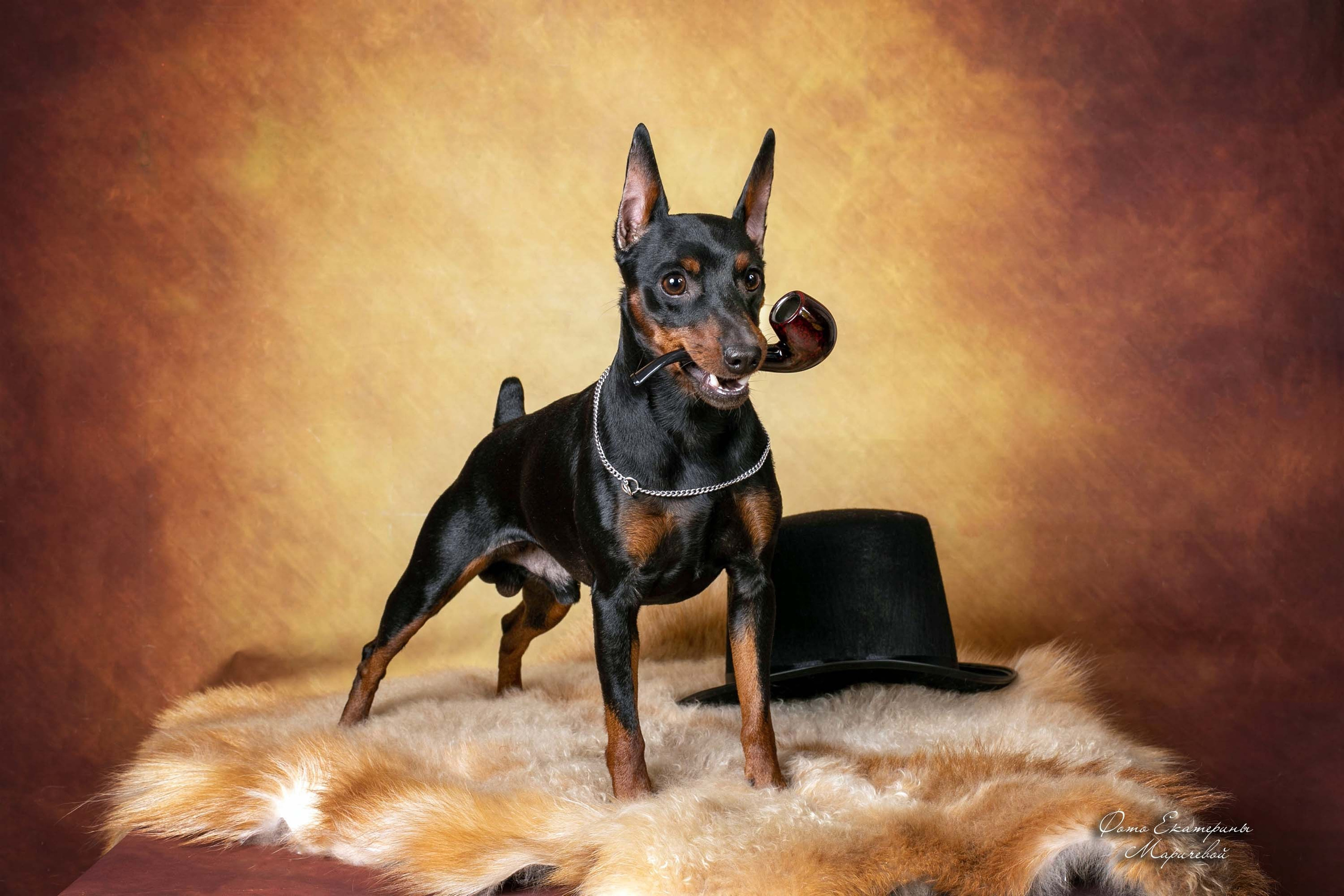 Коричневые фоны. Фотограф-анималист в Омске Екатерина Маричева