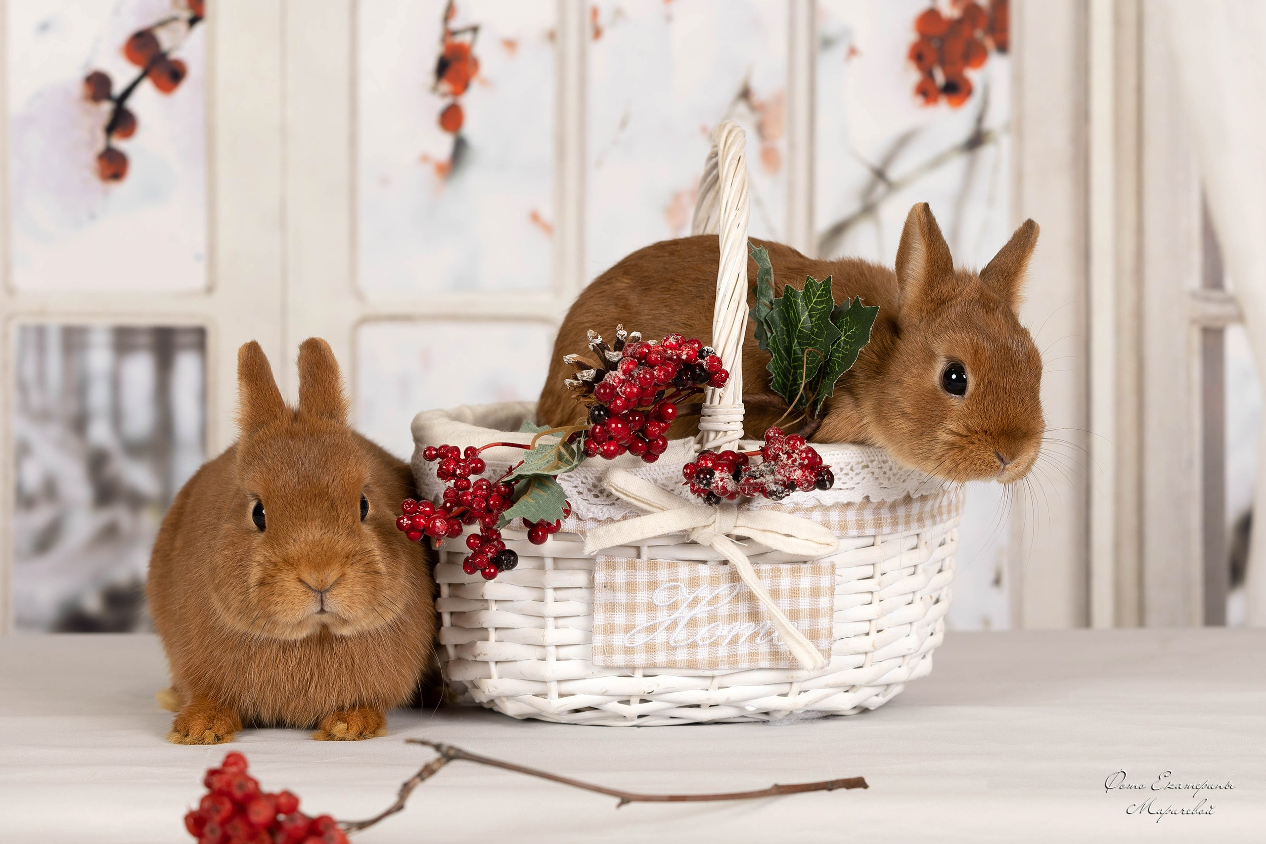 Тематические фоны с рисунком. Фотограф-анималист в Омске Екатерина Маричева