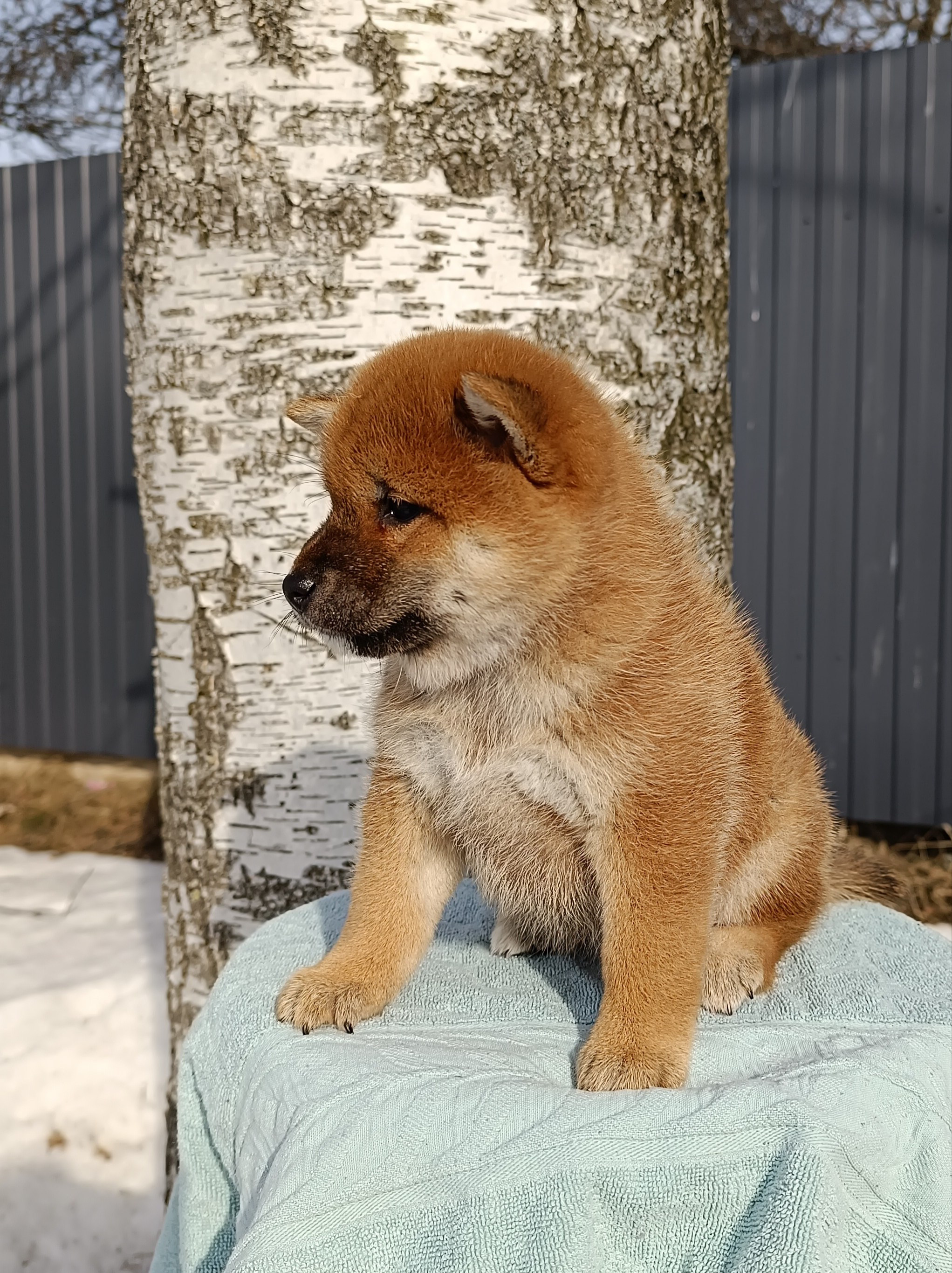 Сиба Rubylight Ellis питомник Рубилайт 