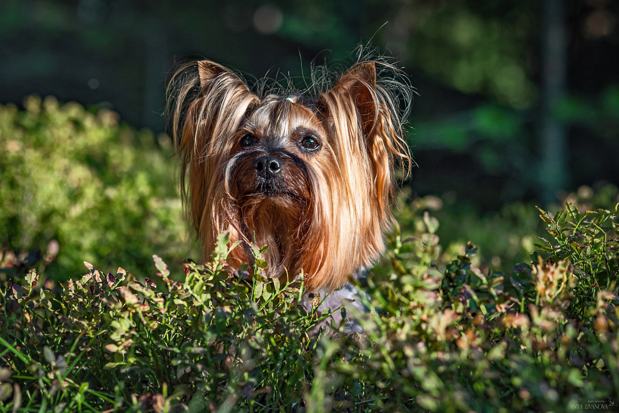 Катя и йорки. Фотограф анималист Аня Ливанова | Рыбинск