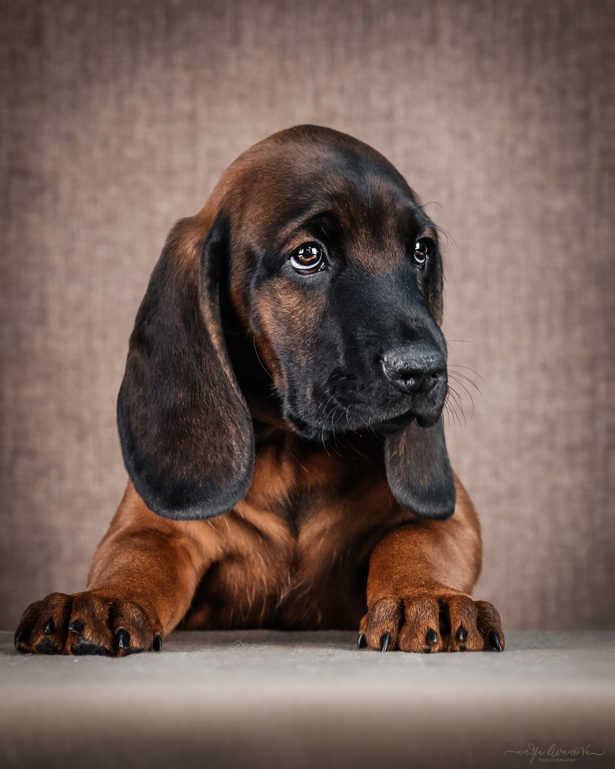 Баварские гончие. Фотограф анималист Аня Ливанова | Рыбинск