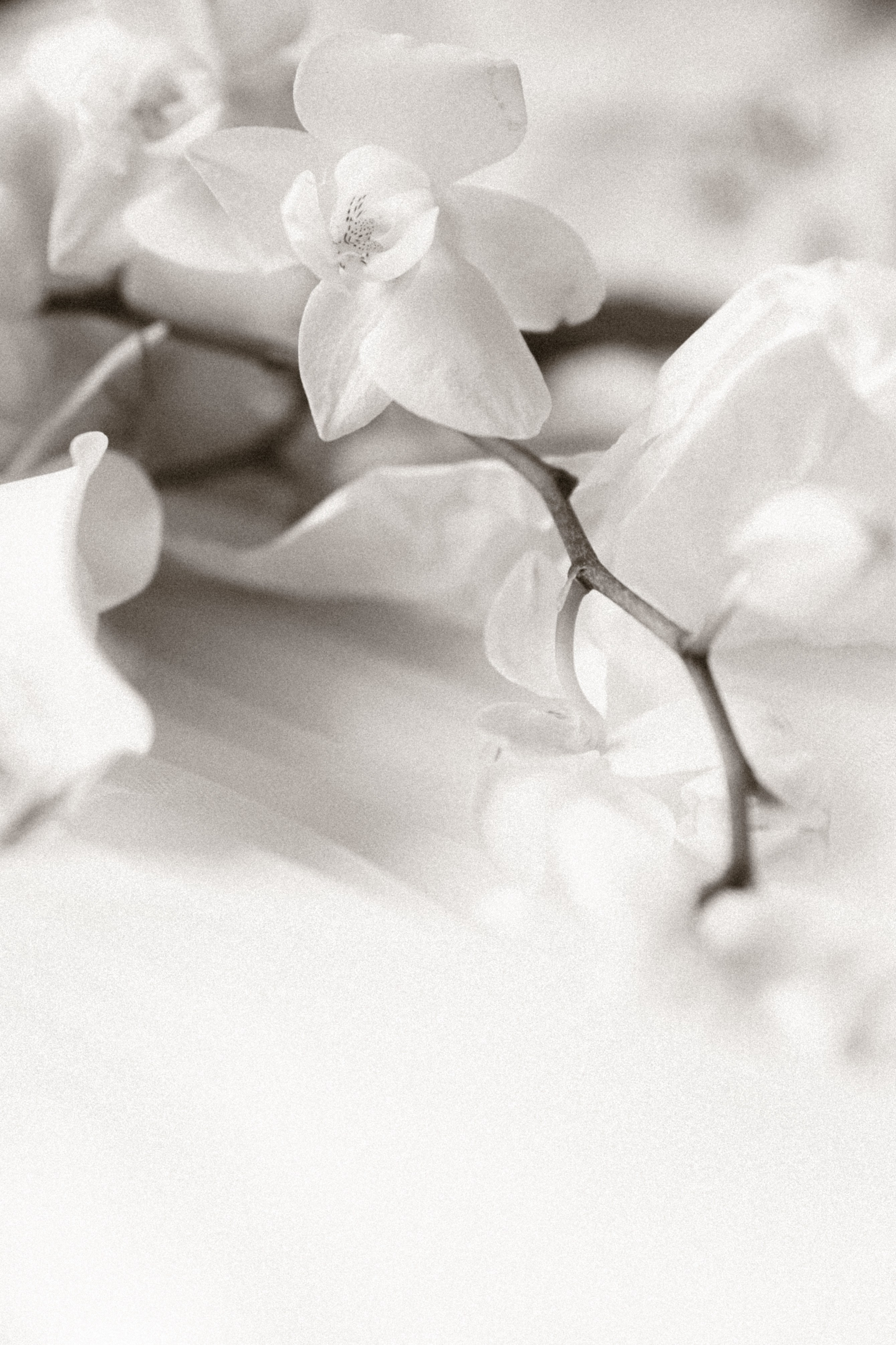 Влюбленные взгляды. Свадебный фотограф Кемерово Томск Новосибирск