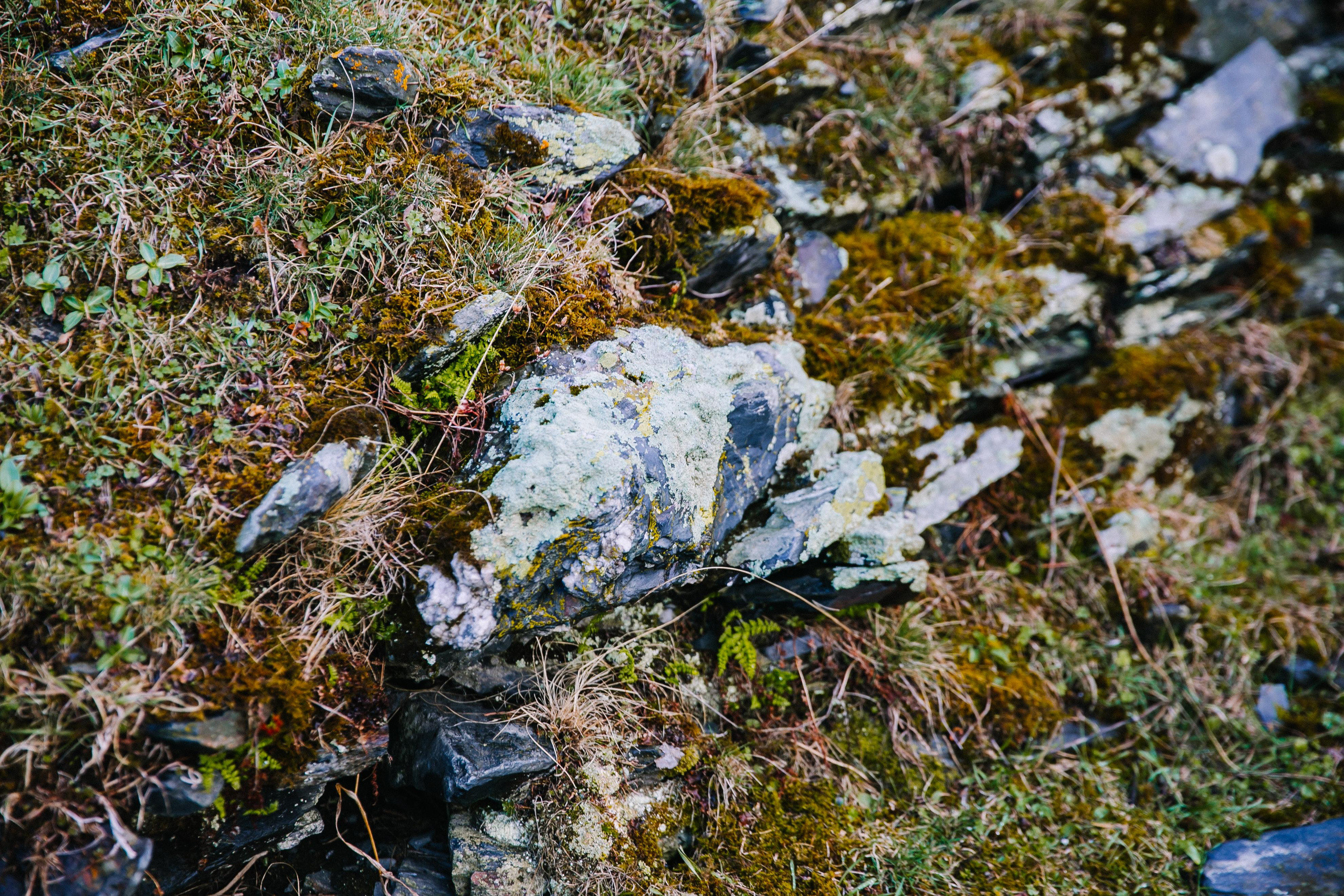 Dashi. Mountain wind. Ваш фотограф Любовь Чистякова