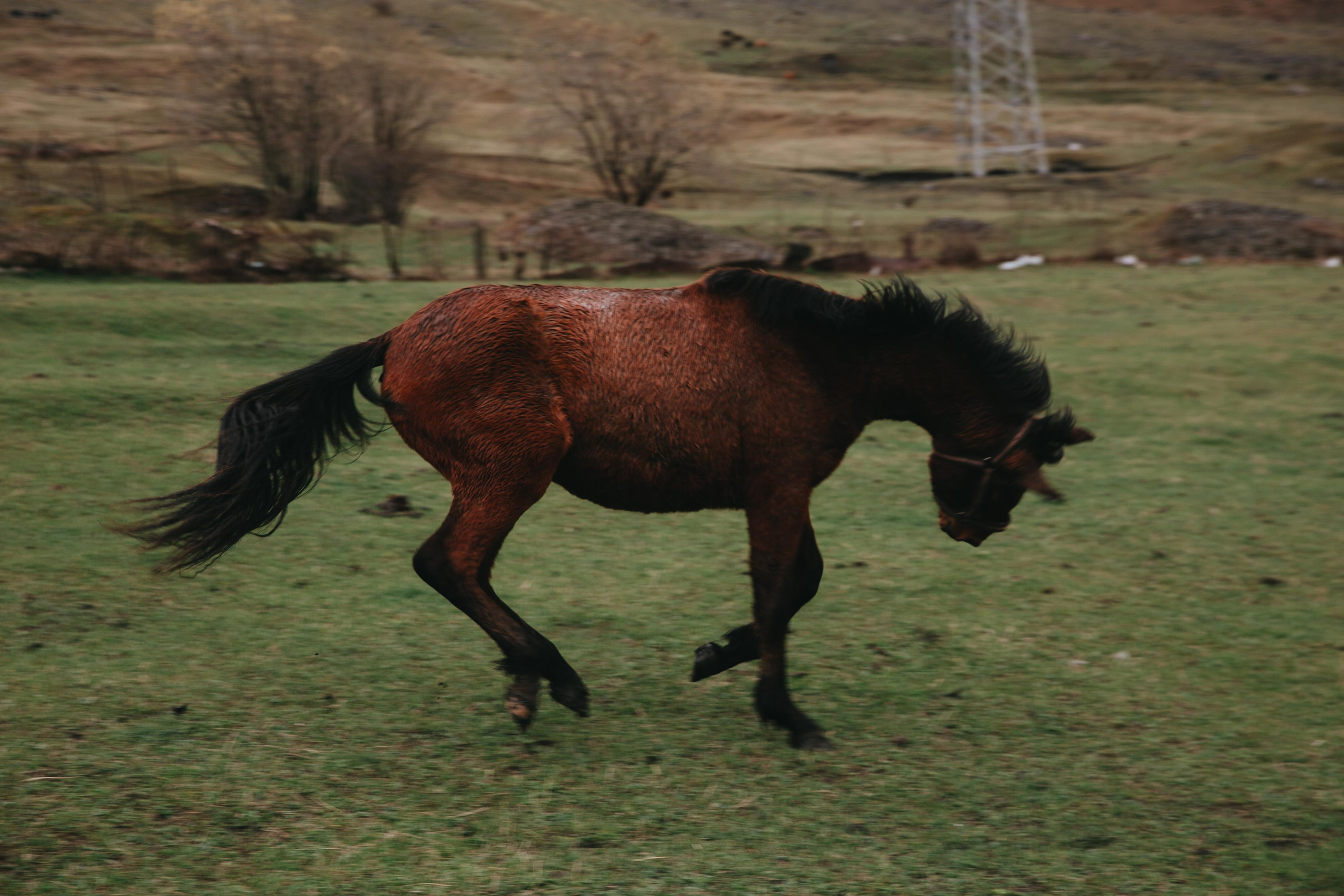 Dashi. Mountain wind. Ваш фотограф Любовь Чистякова