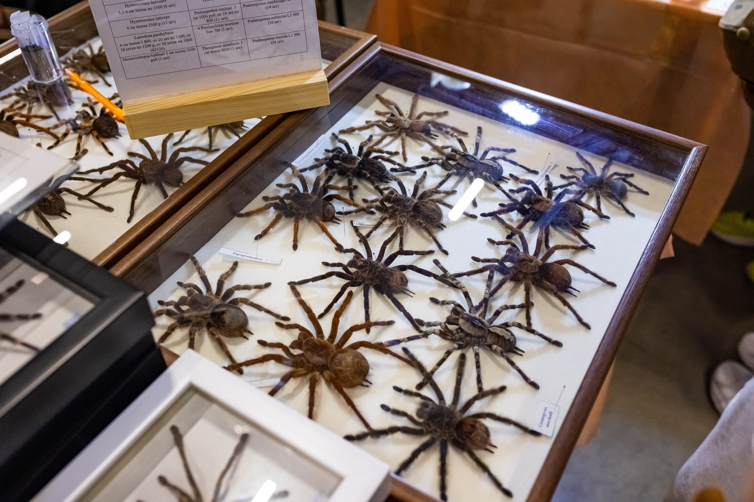 Рептилиум 2024. Александра Куликова фотограф, Москва