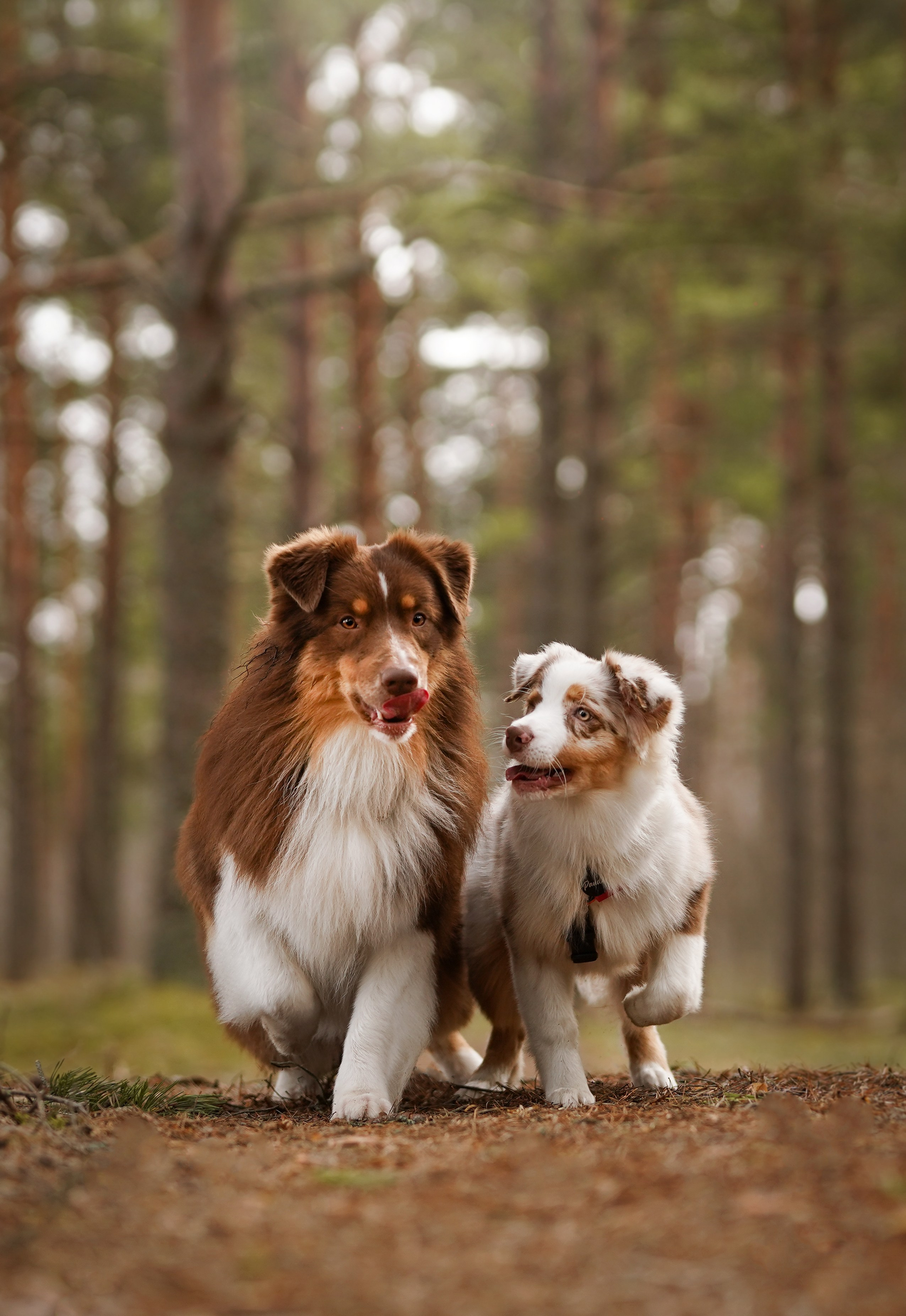 Аусси на Ладоге. Фотограф-анималист в Санкт-Петербурге Яна Мартынова