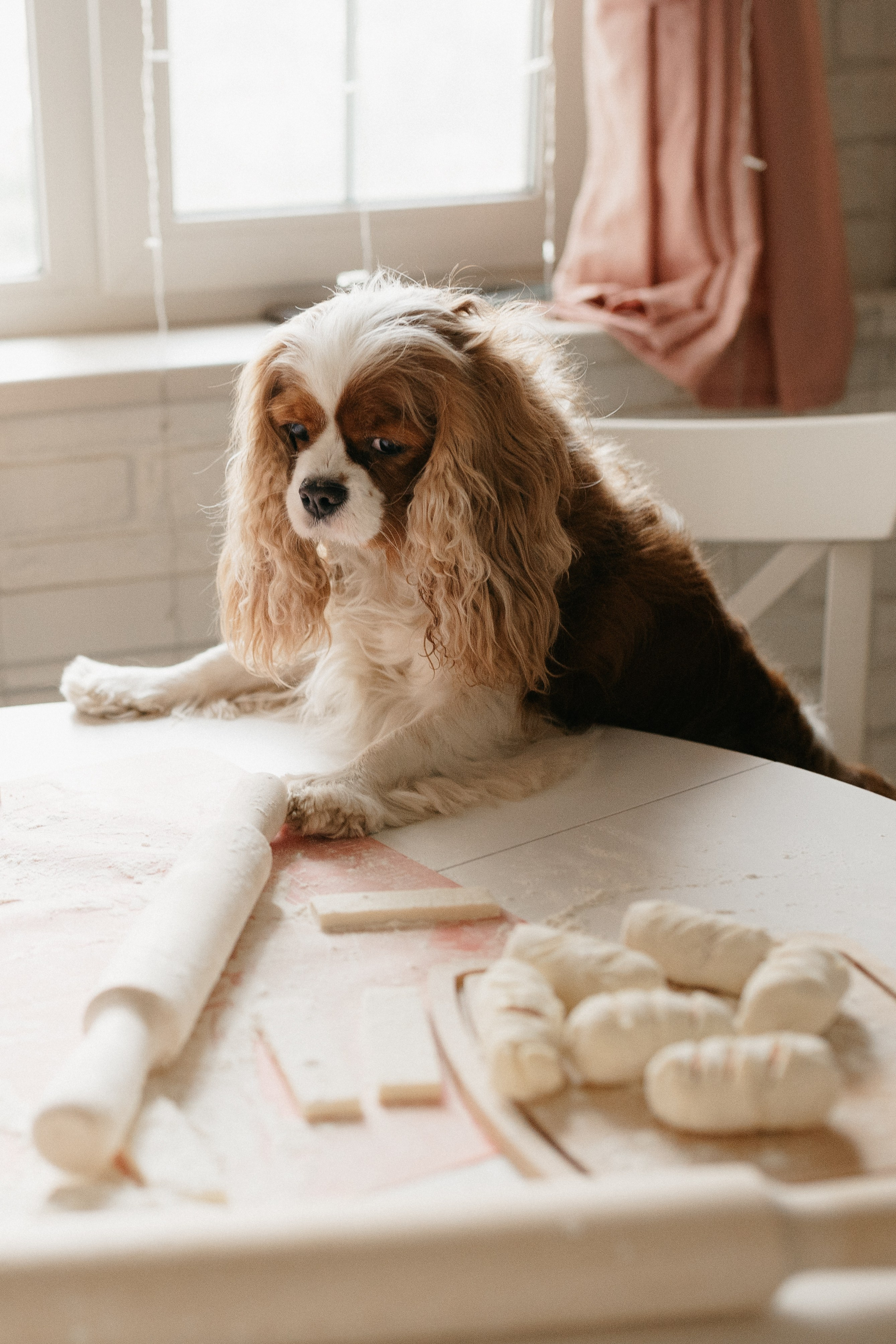 Даша, Диана, Дебби и маленькая крыска. Фотограф анималист в Москве Ольга Агушева