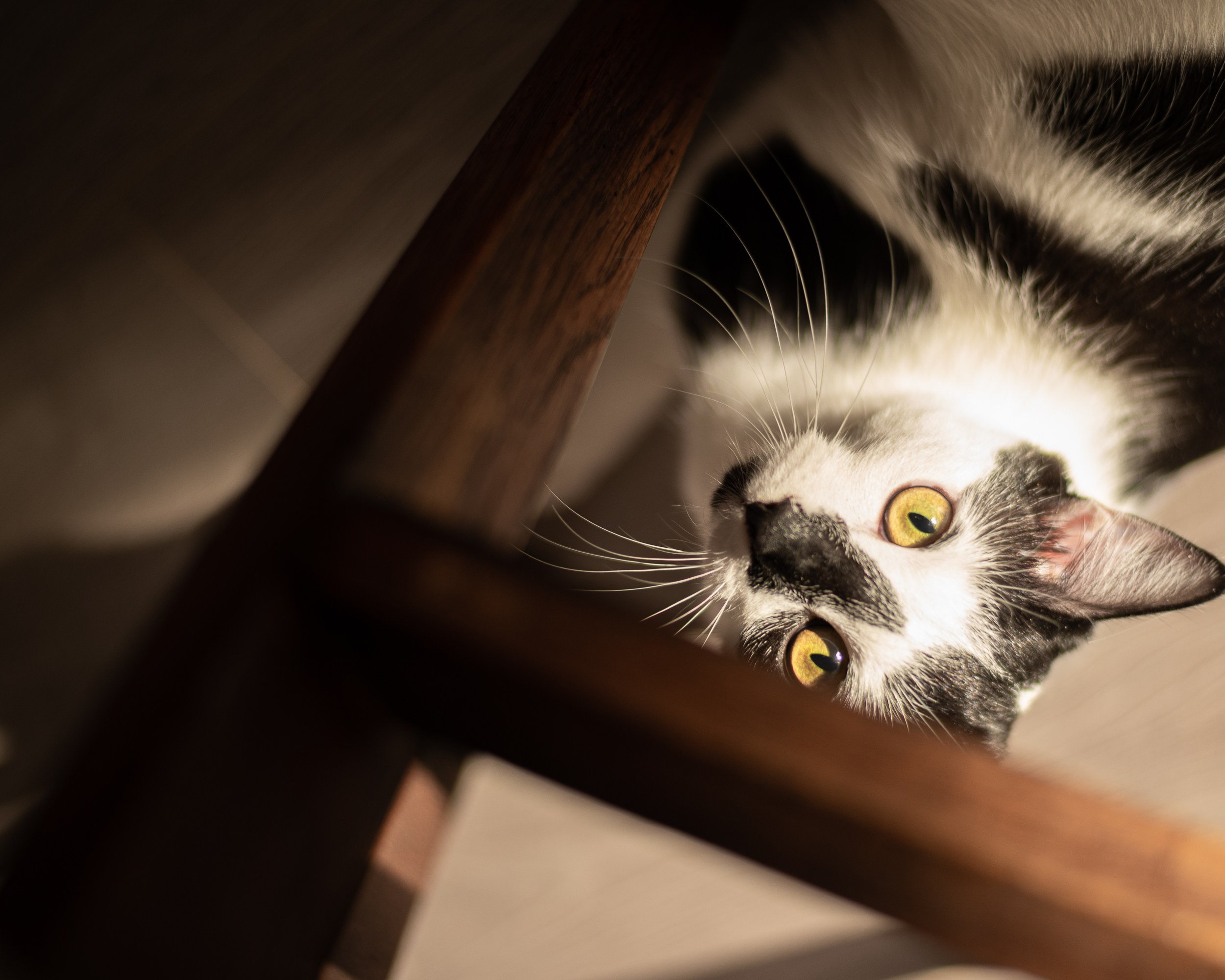 Домашняя атмосфера. Abakumova Viktoria