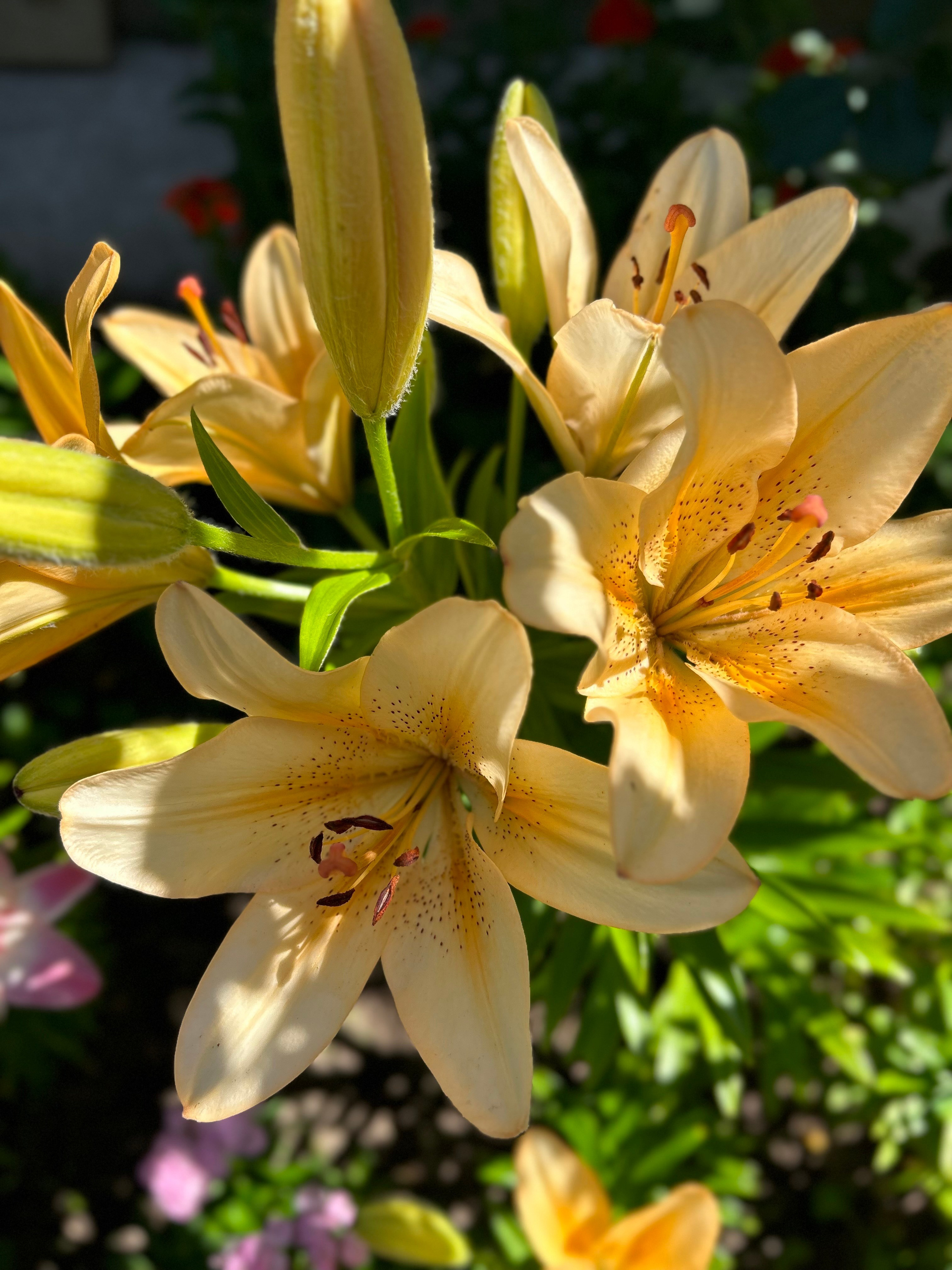 Цветы. Фотокружок «Видоискатель» ГБОУ СОШ № 291