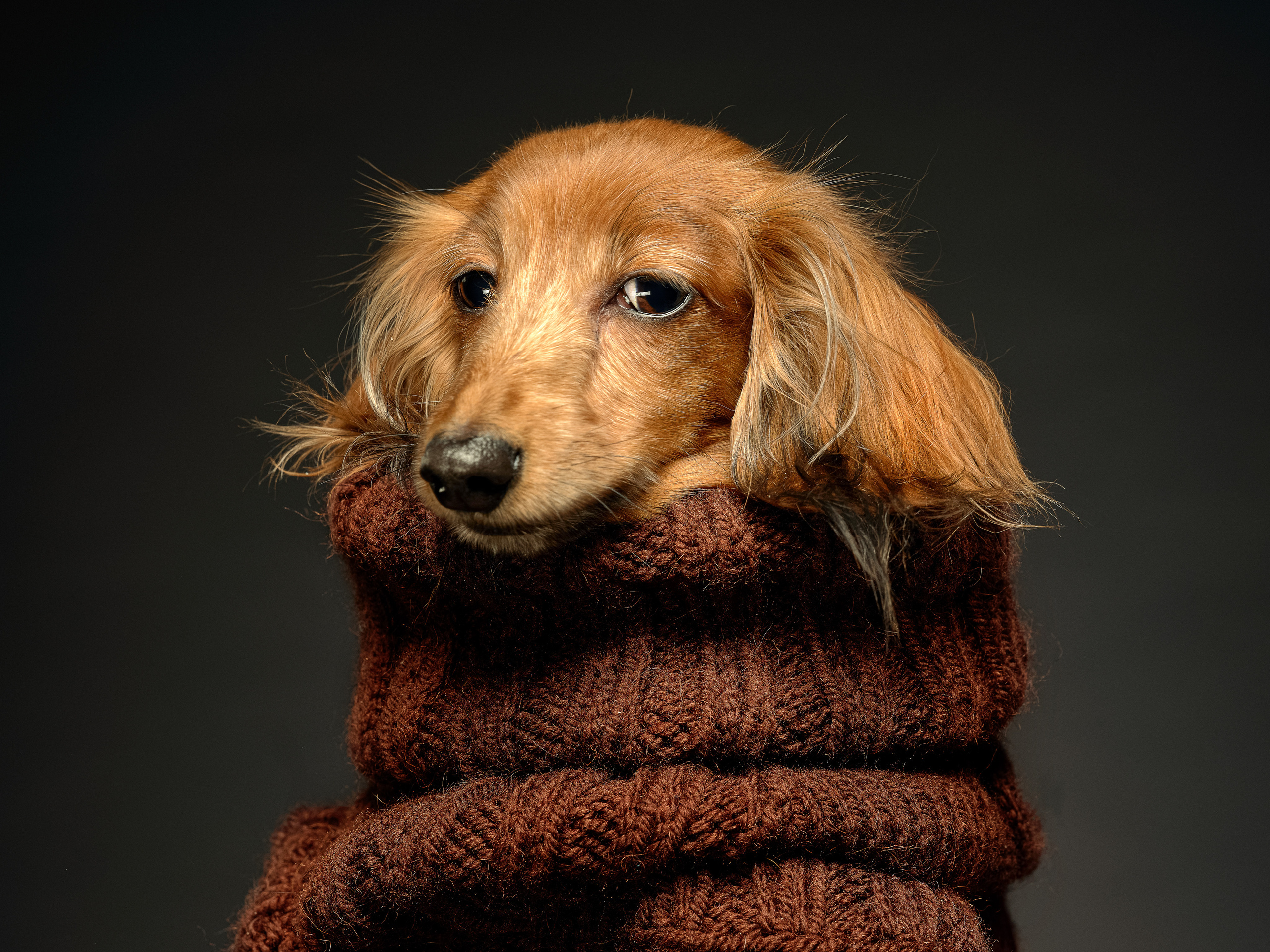 Портреты животных. Photographer Michael Stenin