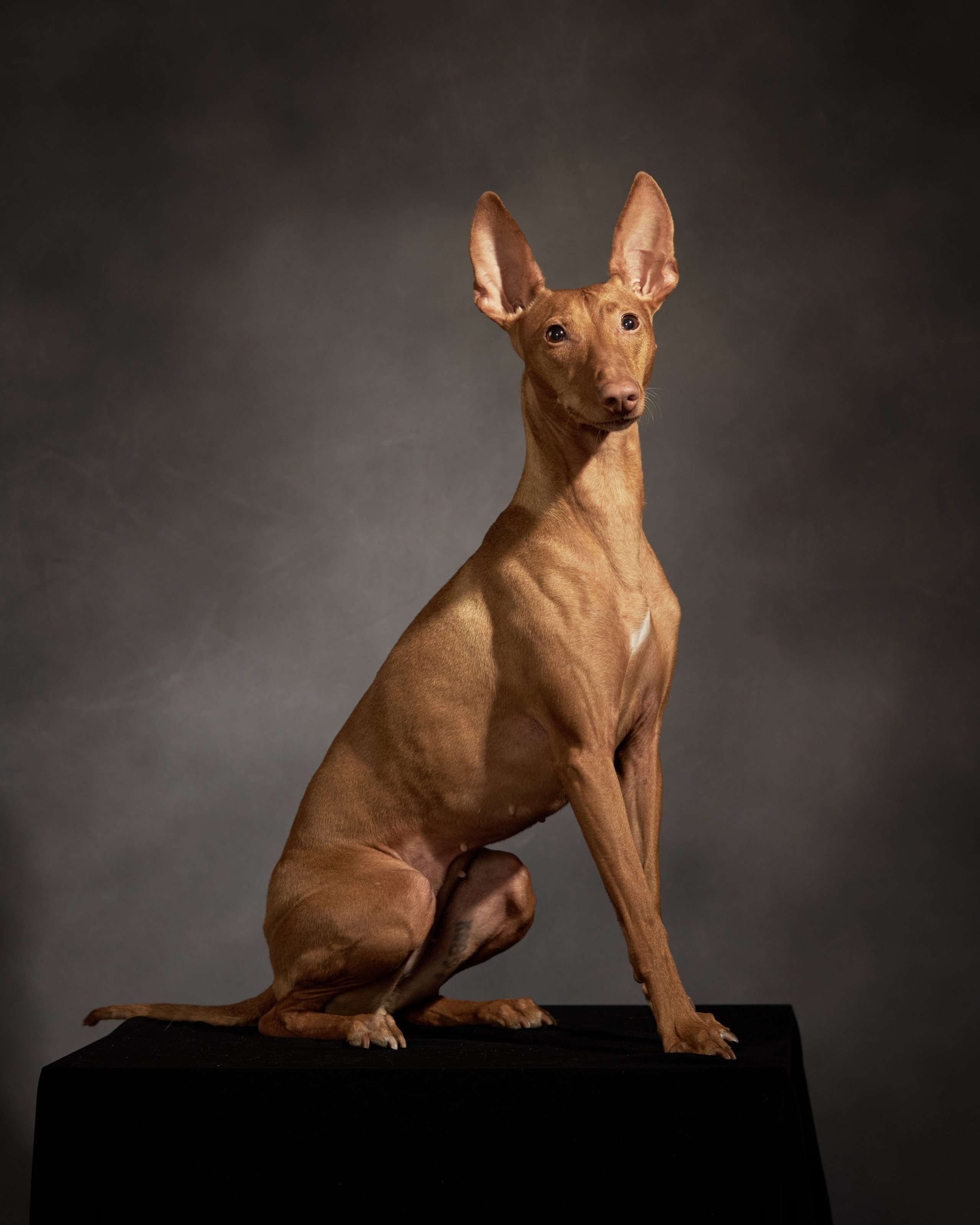 Портреты животных. Photographer Michael Stenin