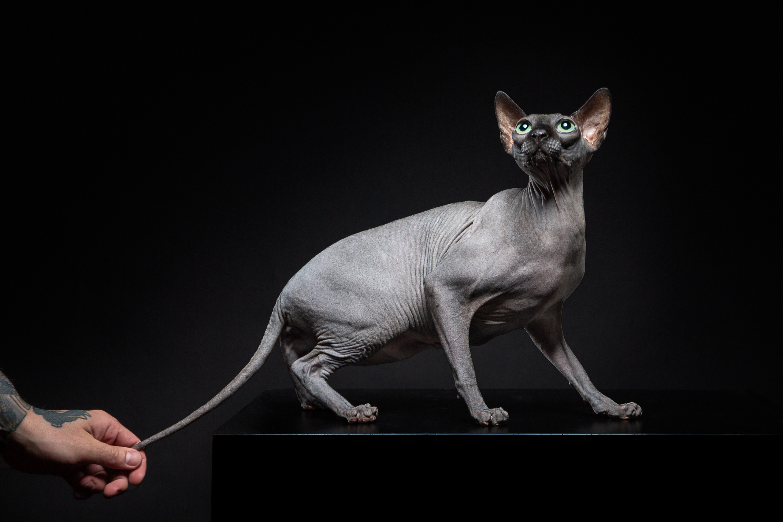 Портреты животных. Photographer Michael Stenin