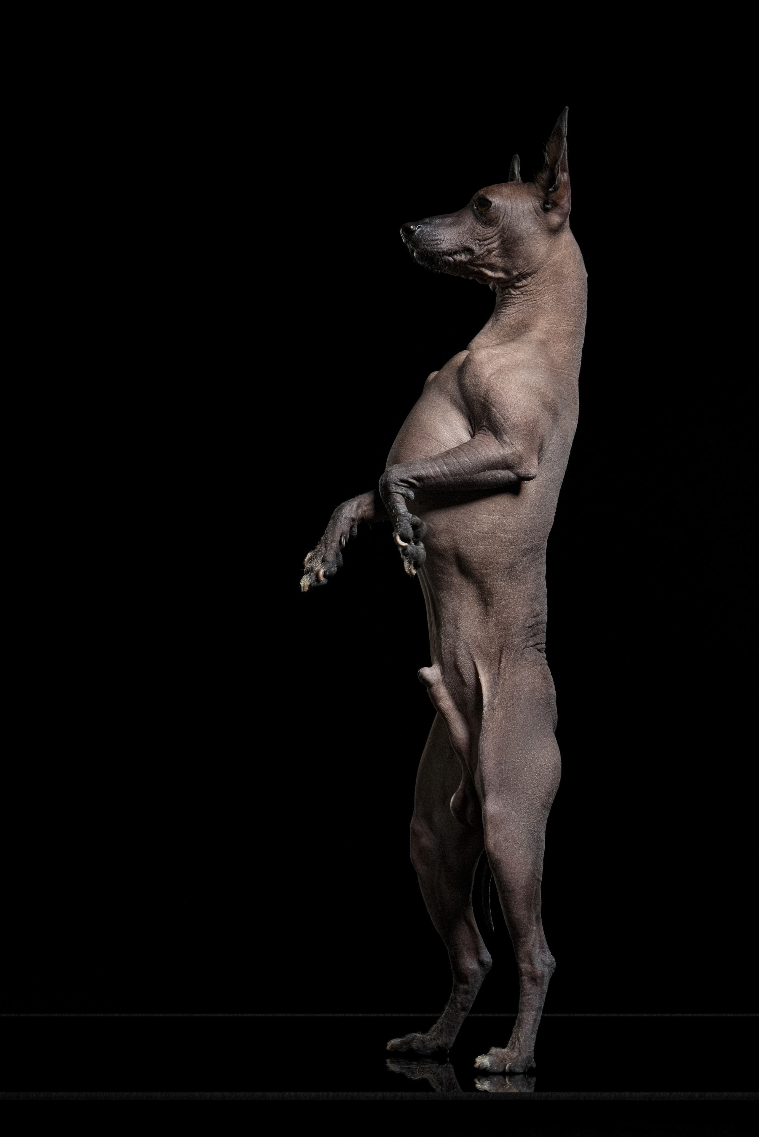 Ксолоитцквинтли