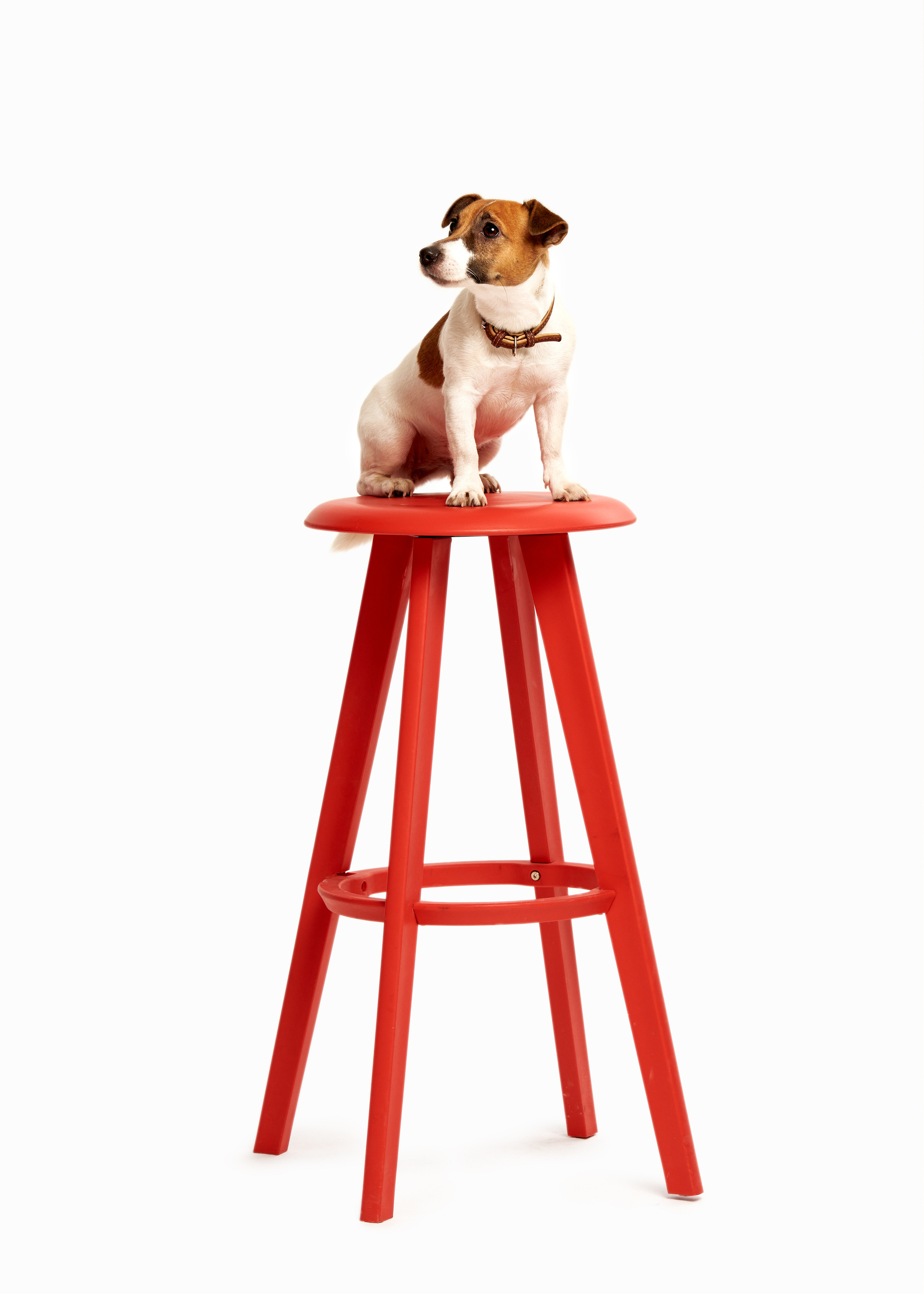 Портреты животных. Photographer Michael Stenin