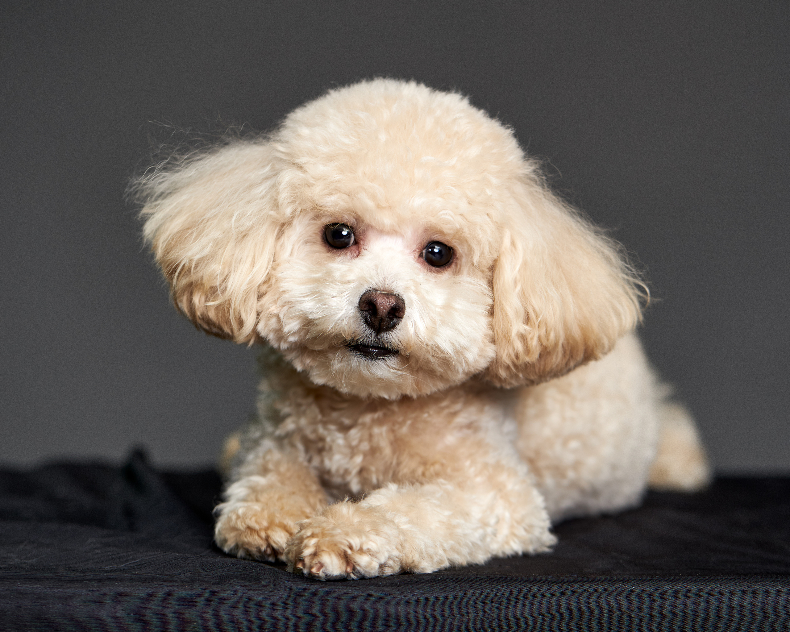 Портреты животных. Photographer Michael Stenin