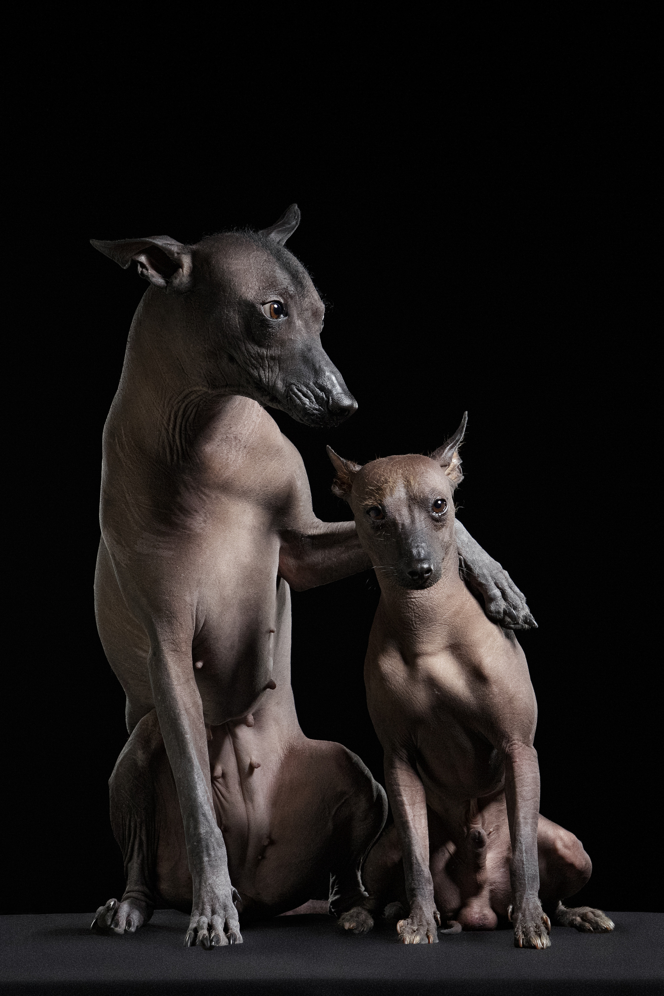 Ксолоитцквинтли