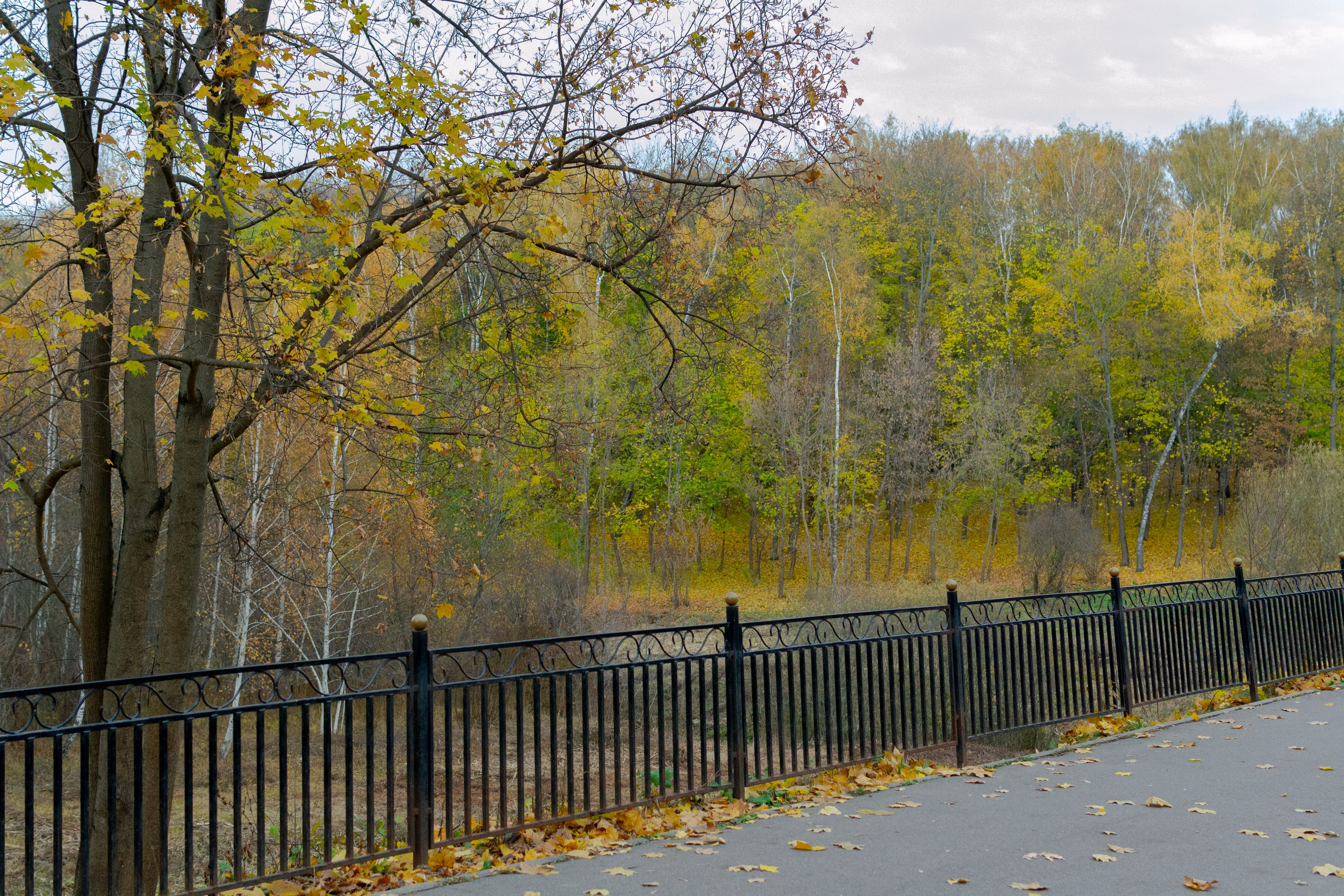 Старенький Nikon 3100 и nikkor 35 mm 1.8 (фото проявленные из RAW-NEF файлов). Фотограф в Туле Крупский АнДРей. Фотостудия «КАДР71» в Туле