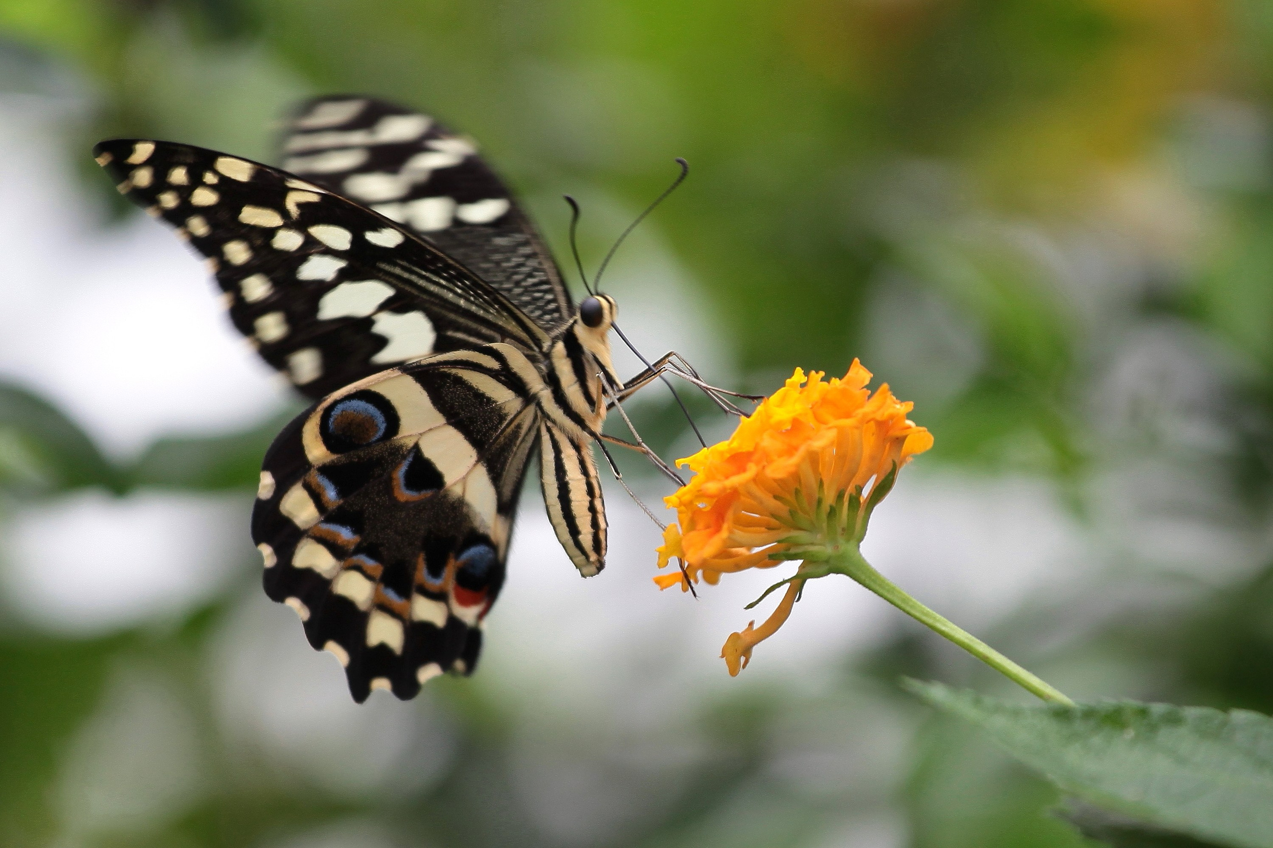 Фотографии диких и домашних животных. Фотограф в Москве и Подмосковье, Николай Сорокин