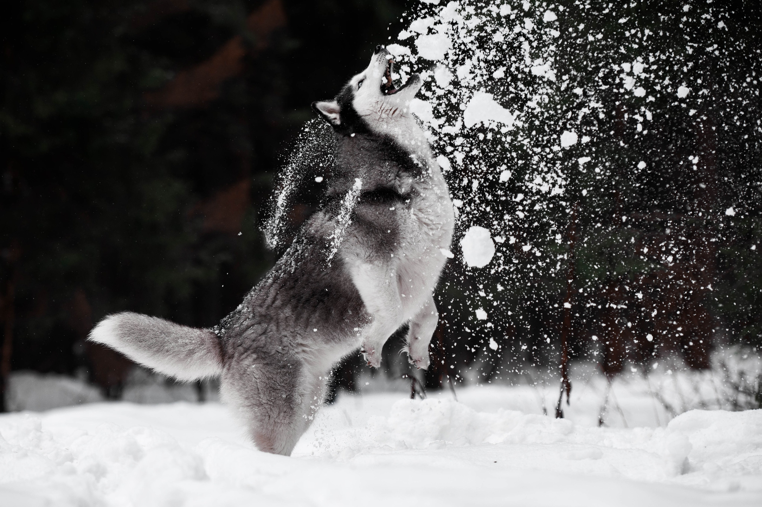 Шанель. Фотограф-анималист