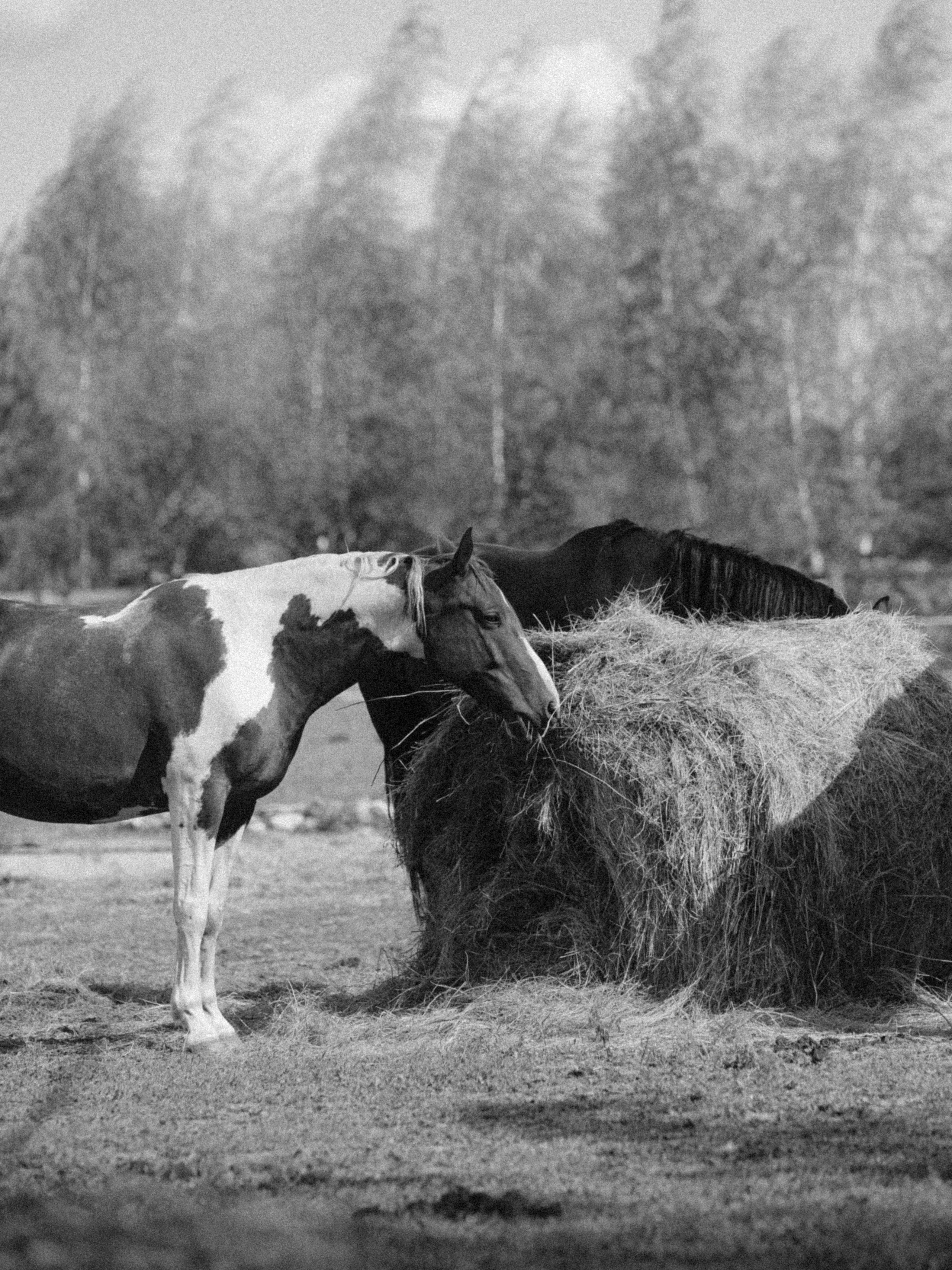 Арина и Максим. Эстетичный свадебный репортаж в любом городе страны