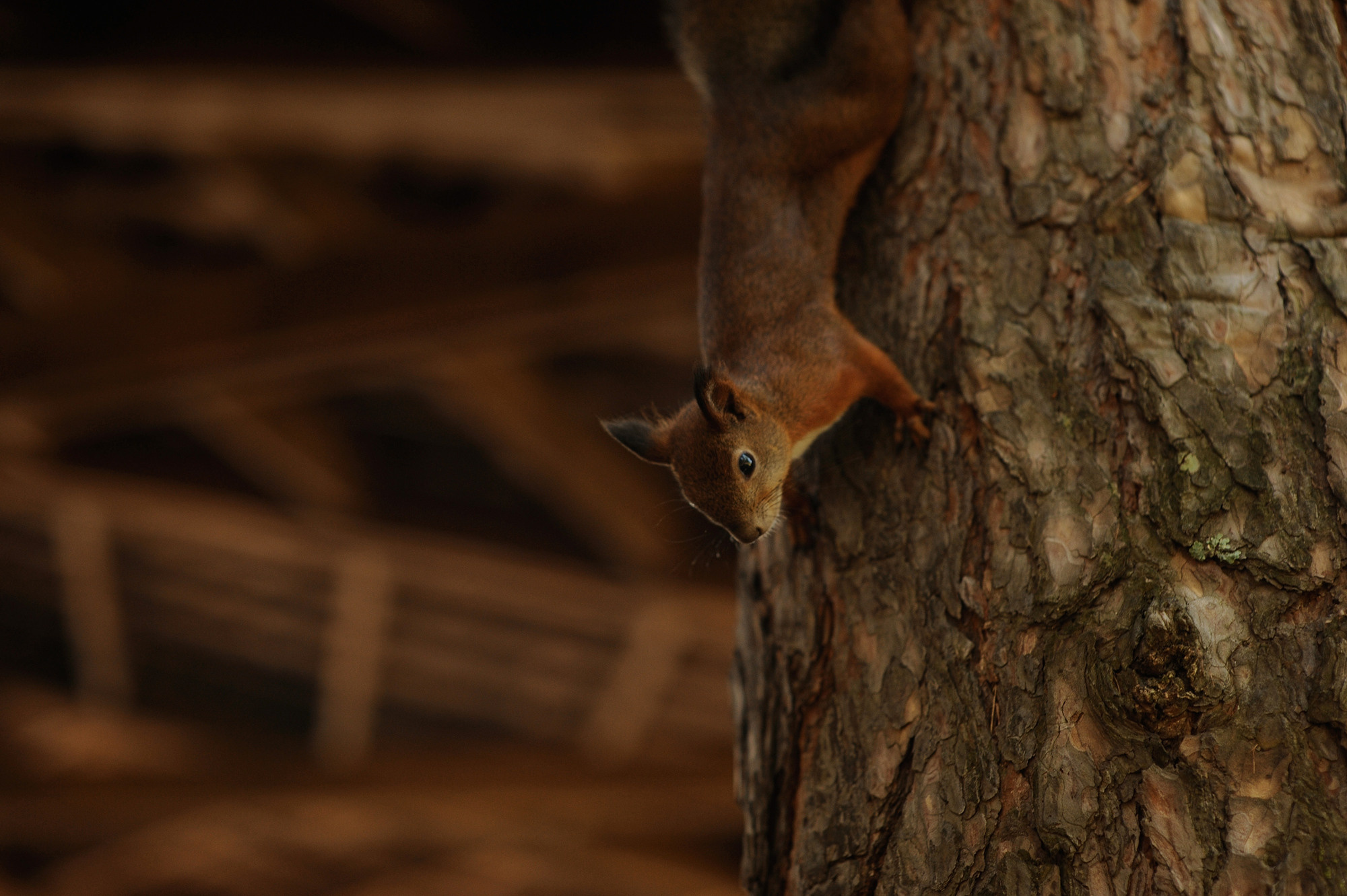 Дарина — лесная ведунья. Съемка в Гремячей Гриве (Красноярск). Семейный и женский фотограф Красноярск Екатерина Пусенкова