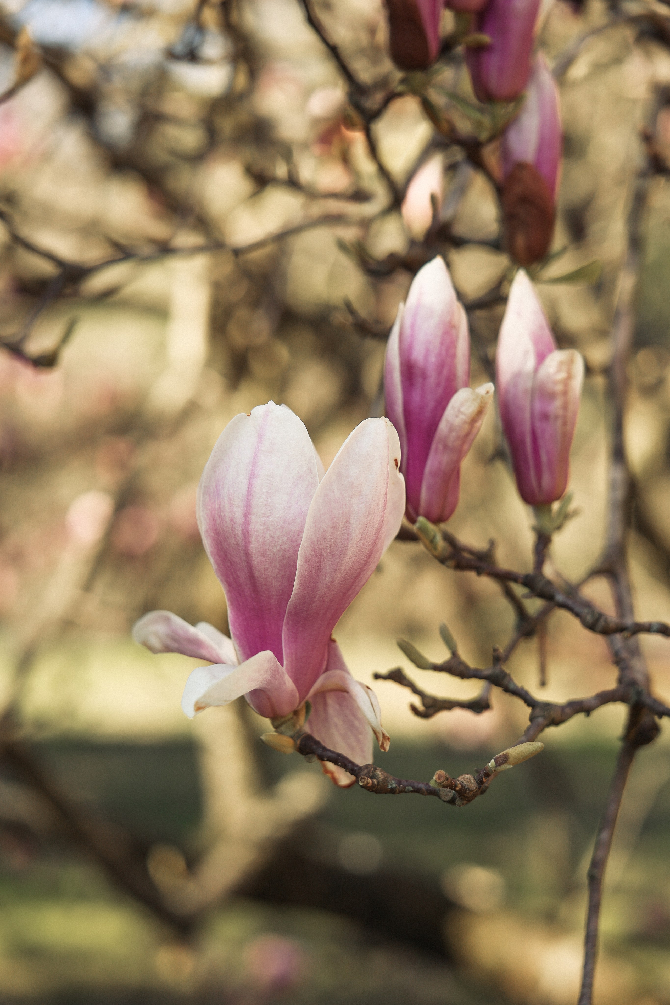 Фотосессии в Магнолии. Фотограф Сочи/ Сириус/ Красная поляна