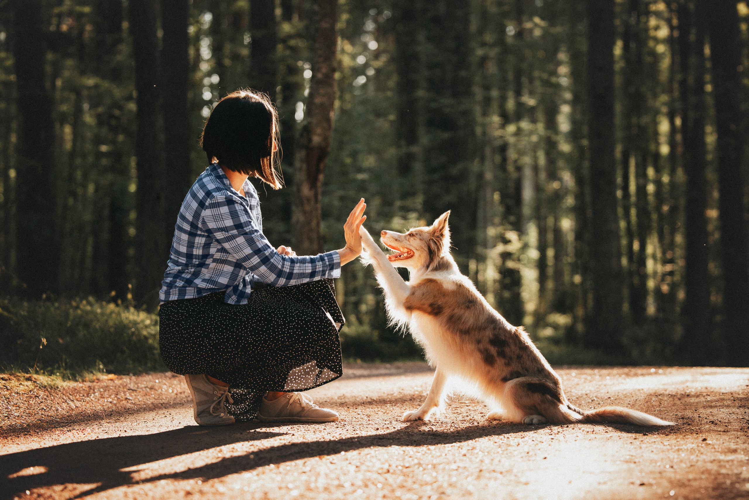 Рита, Маша и много собак. Фотограф анималист Осипчикова Мария