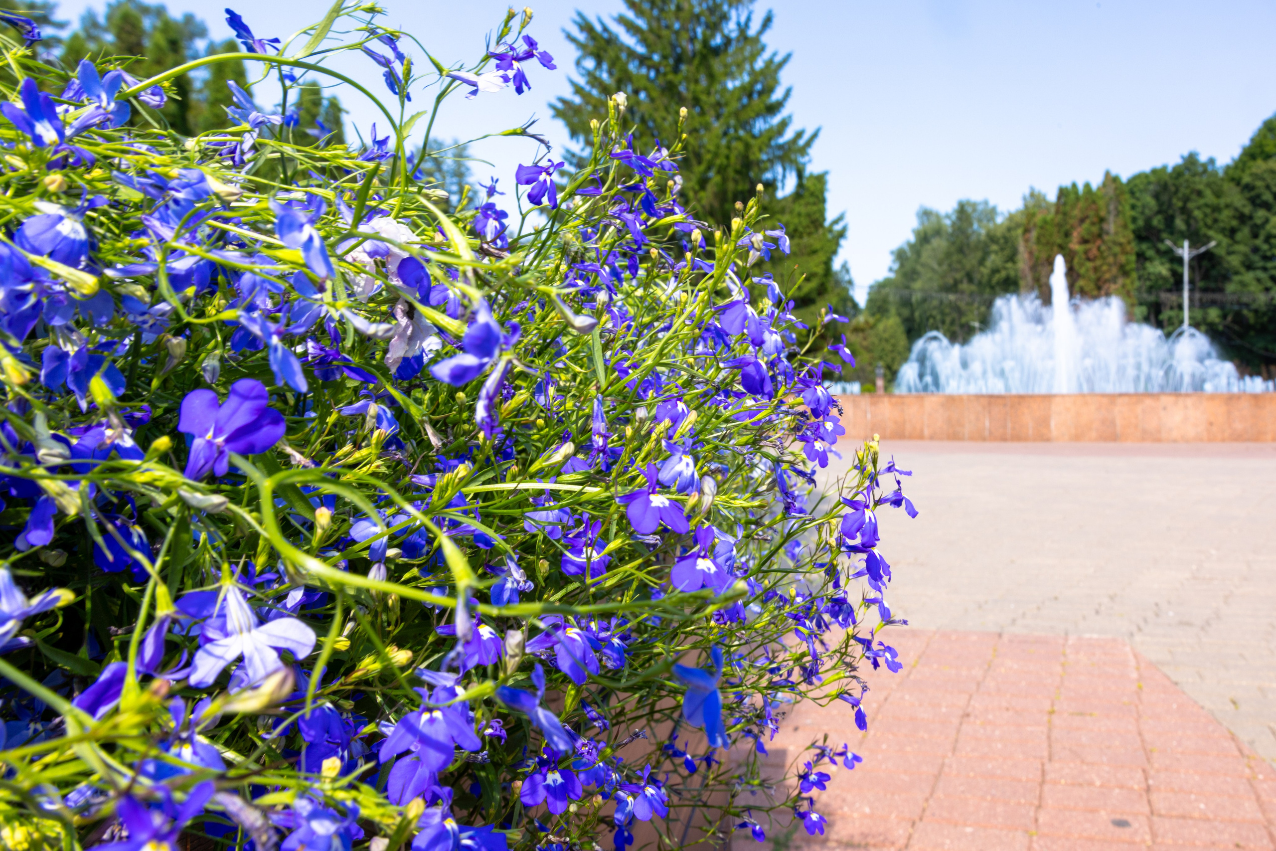 Парк им. П. П. Белоусова г. Тула 2024 г. Фотограф в Туле Крупский АнДРей. Фотостудия «КАДР71» в Туле