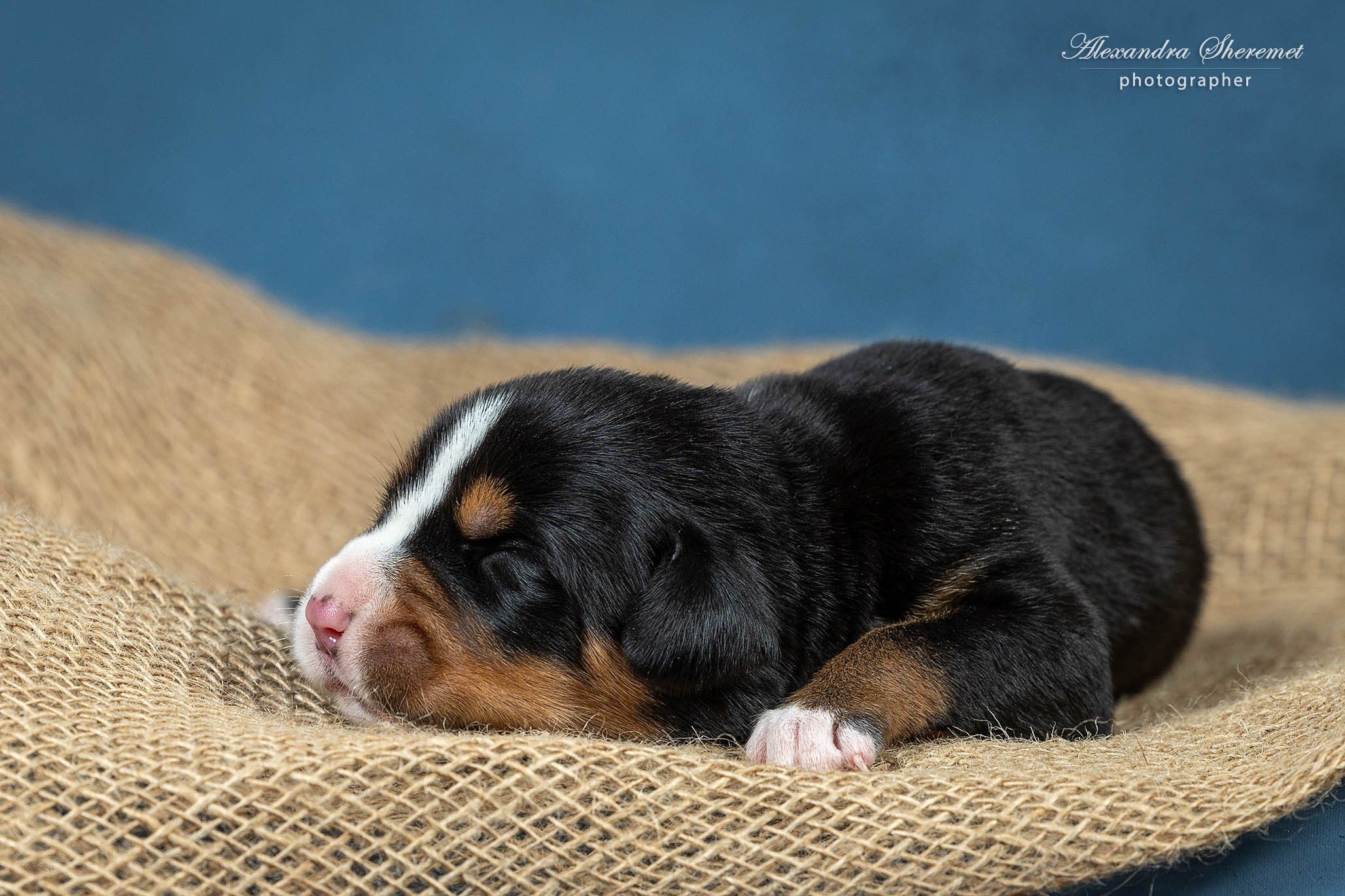 Щенки. Фотограф-анималист Александра Шеремет